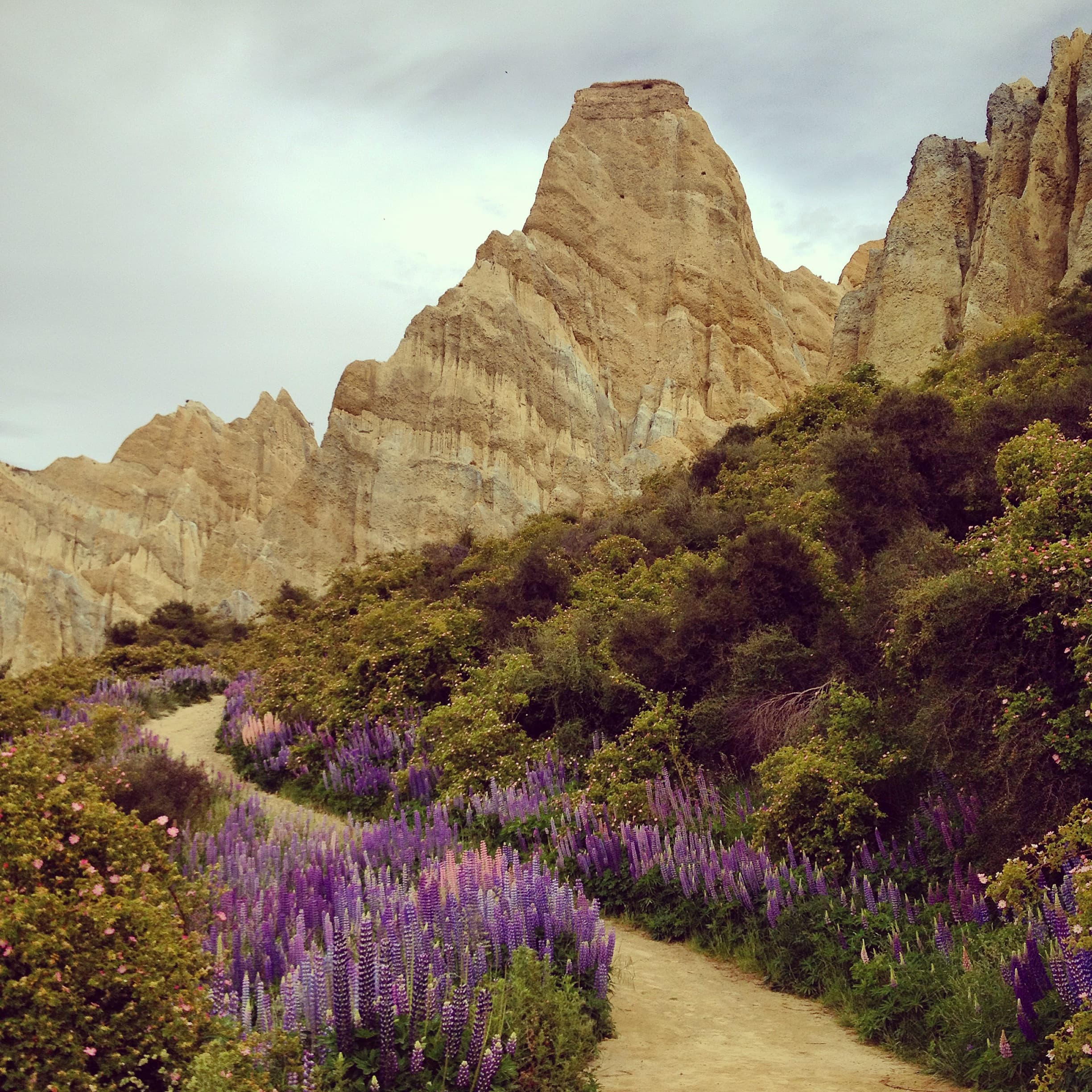 A walking path during the day with purple flowers, beautiful foliage and a mountain range in the distance.