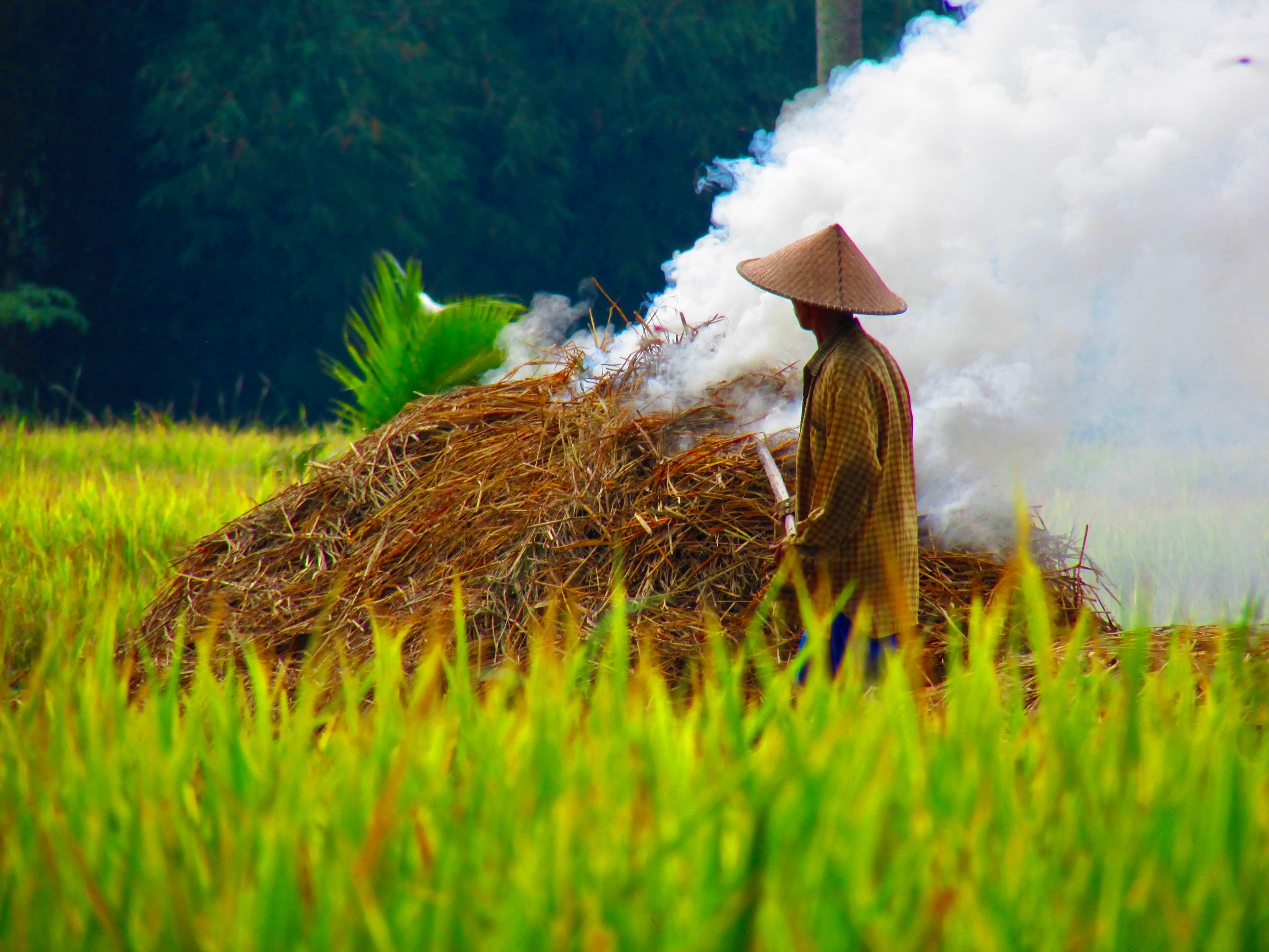 A view of a field worker with foliage surrounding and steam in the background on a sunny day.