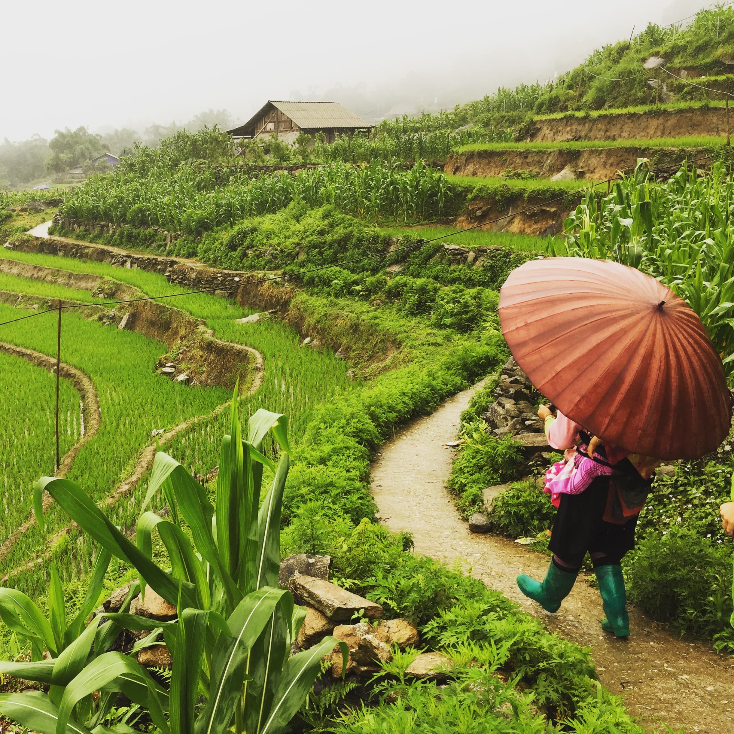 A person with a sun umbrella walking down a path surrounded by foliage and green fields on a sunny day.