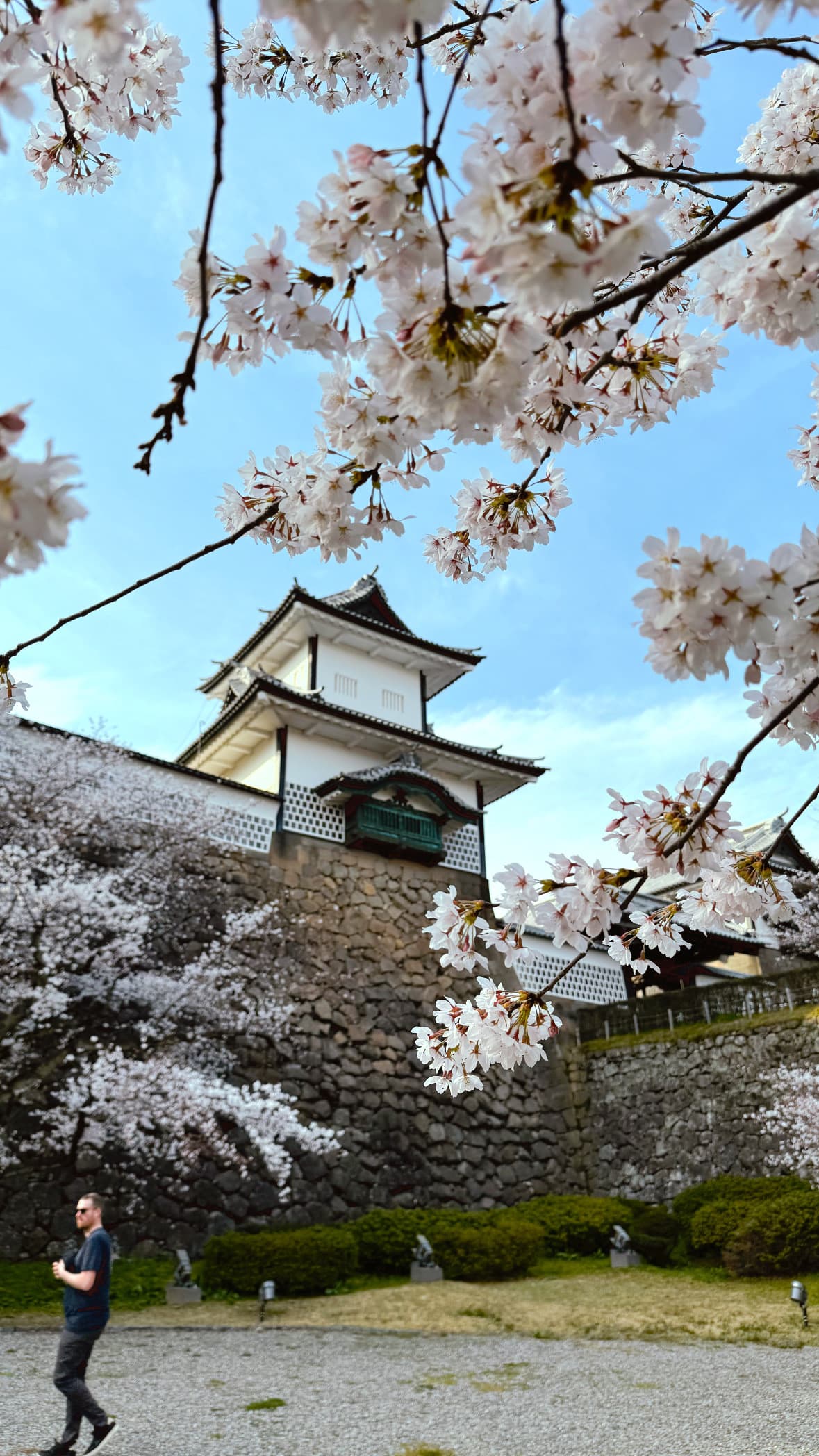 A view of blooming tree blossoms on a clear day.