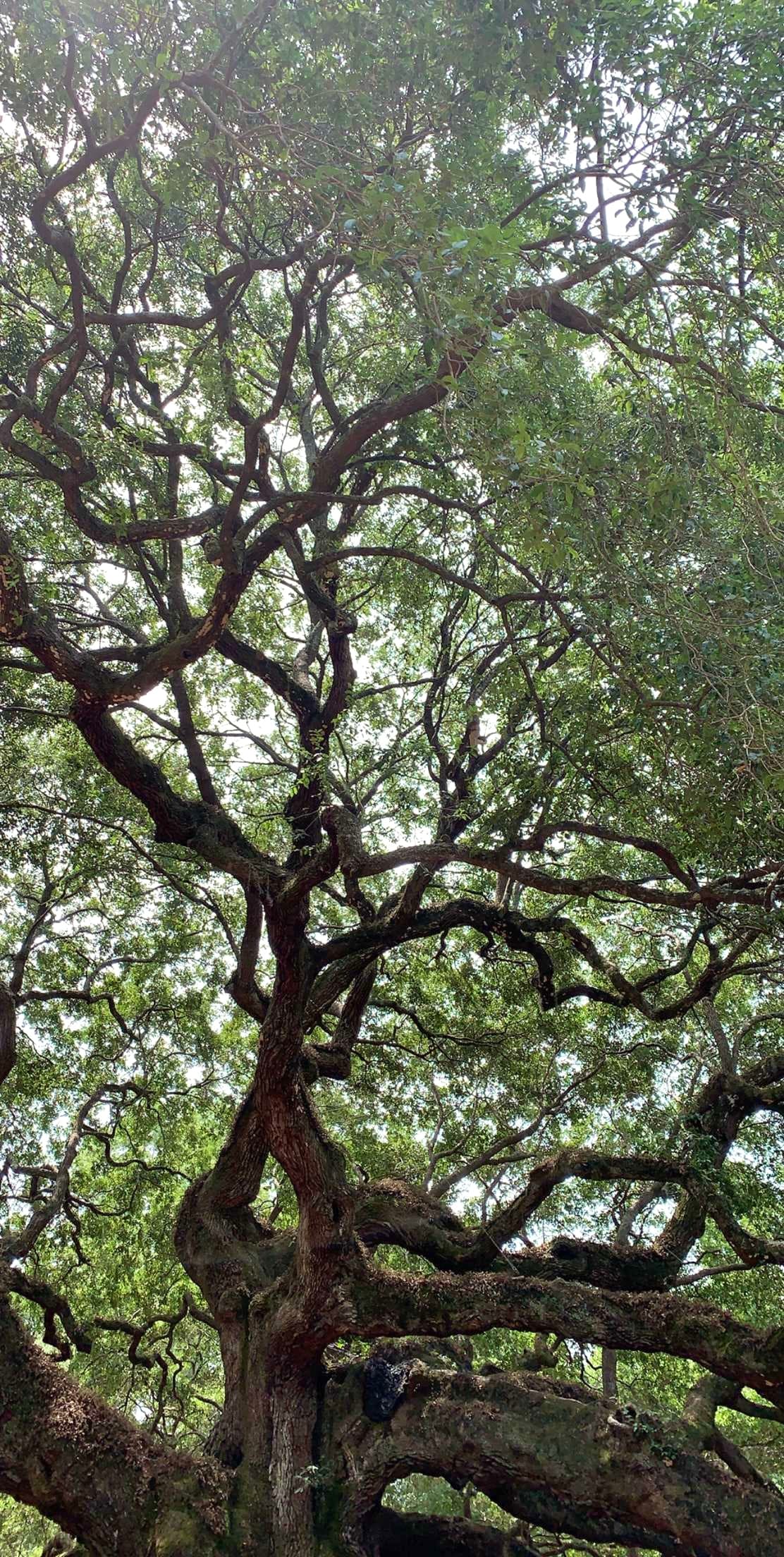 An image of a beautiful tree during the daytime with never ending branches and bright green leaves.
