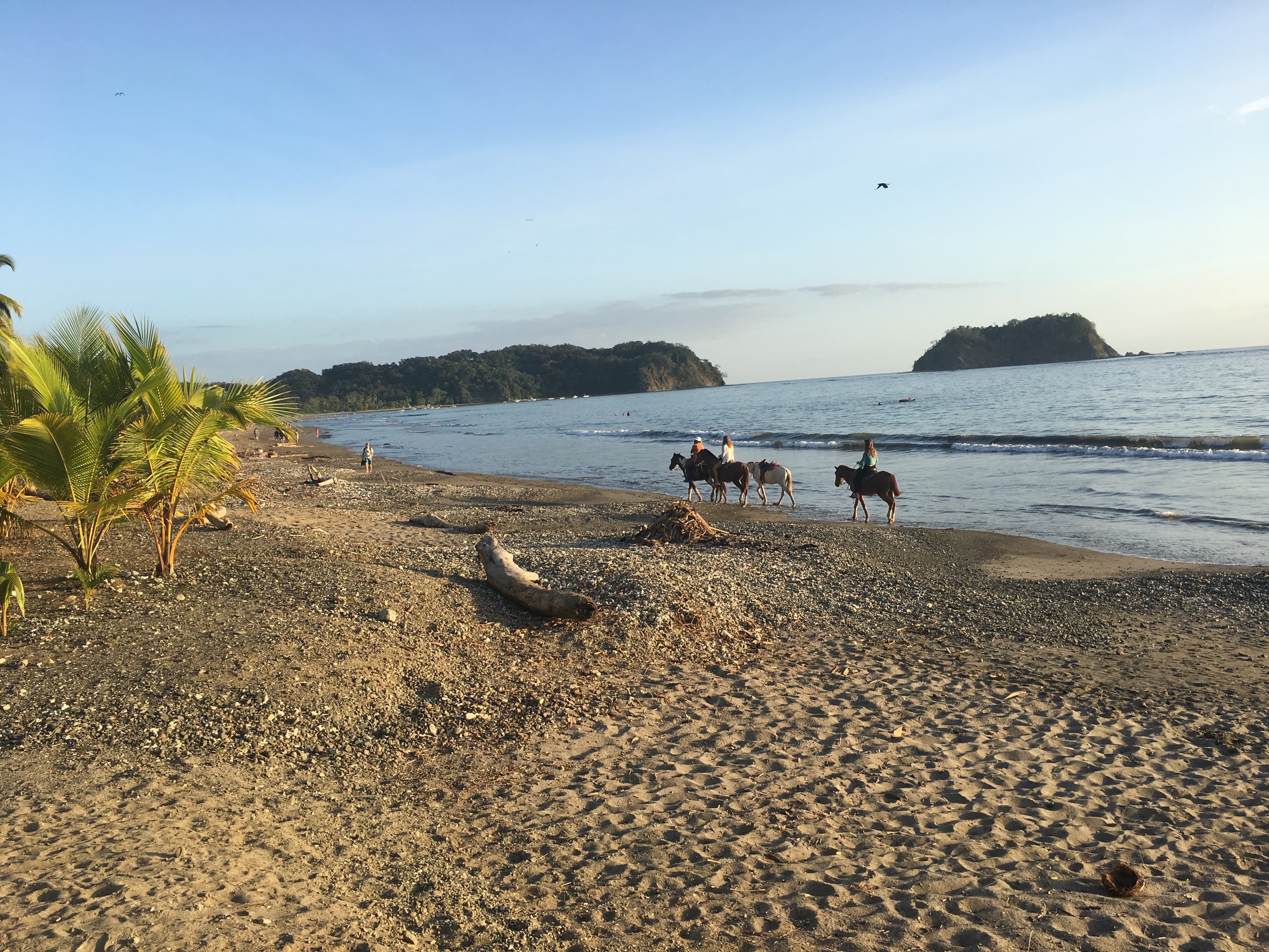 Beautiful view of a few horses walking along the ocean’s edge on an empty beach at sunset