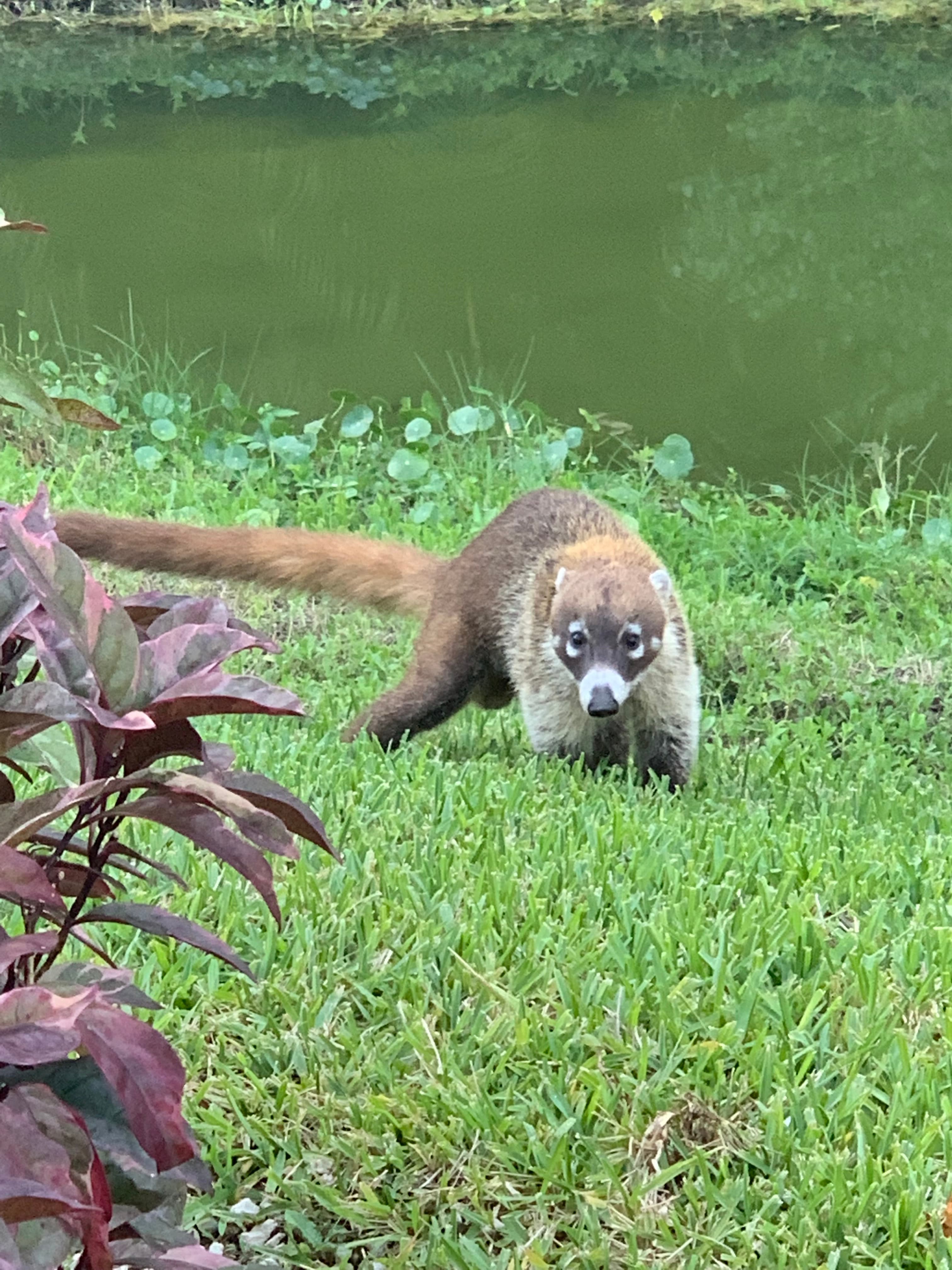 Ant eater walking on a green lawn.