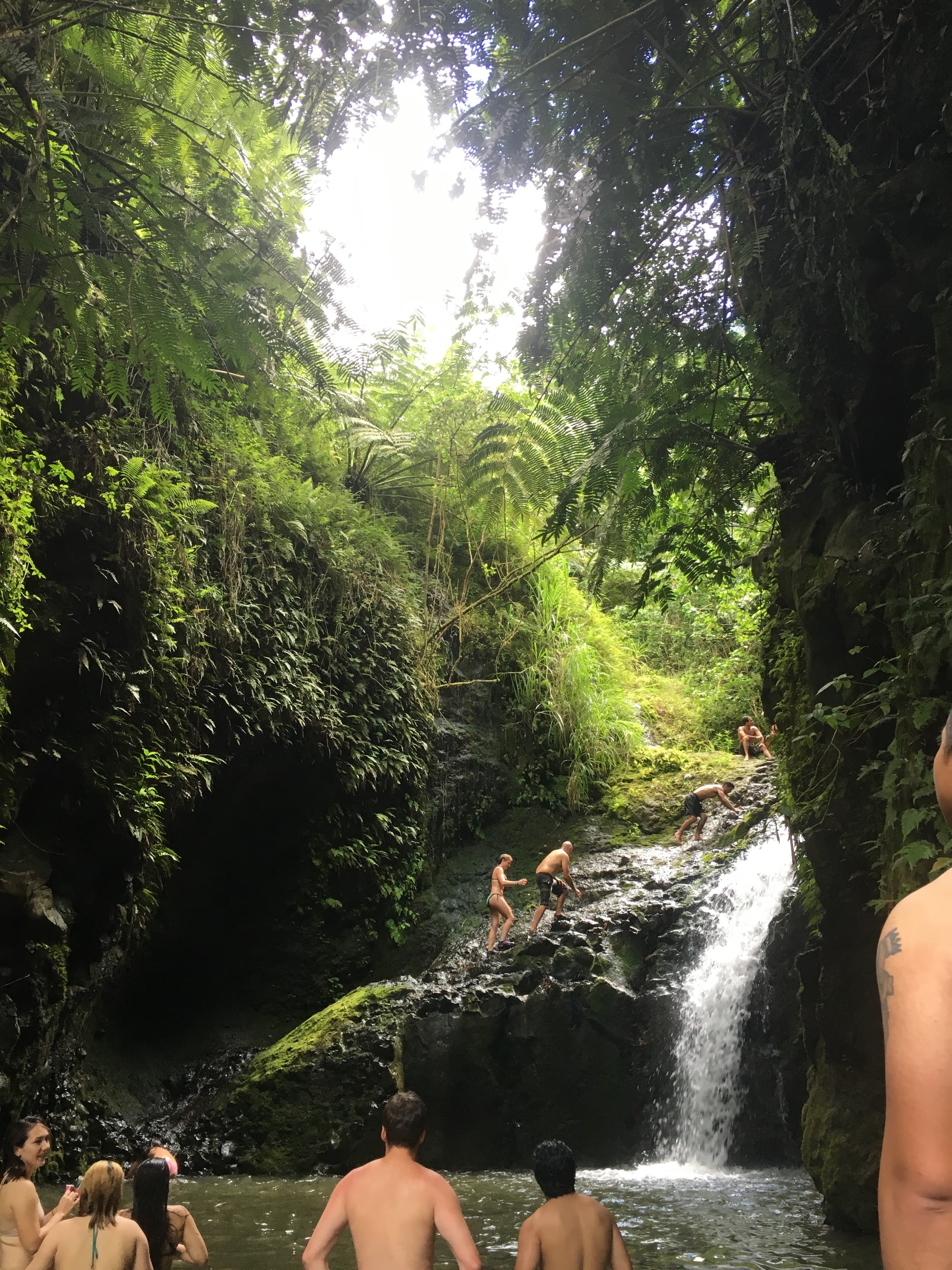 Lush greenery by a waterfall.