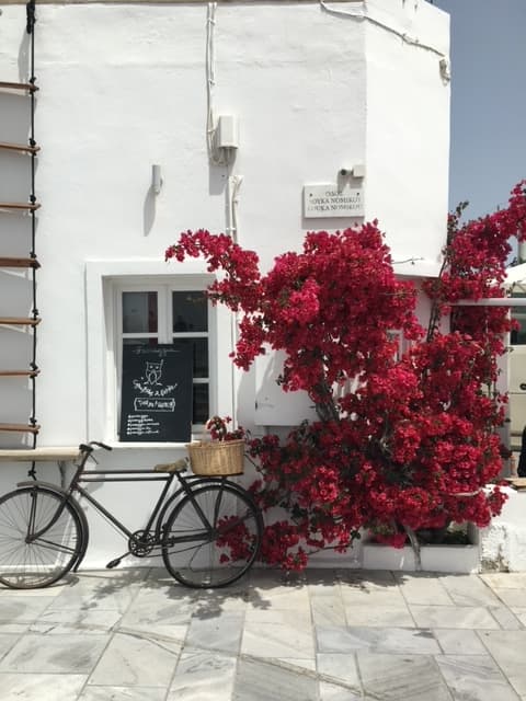 Striking pink flowers contrasting with the white architecture of Santorini.