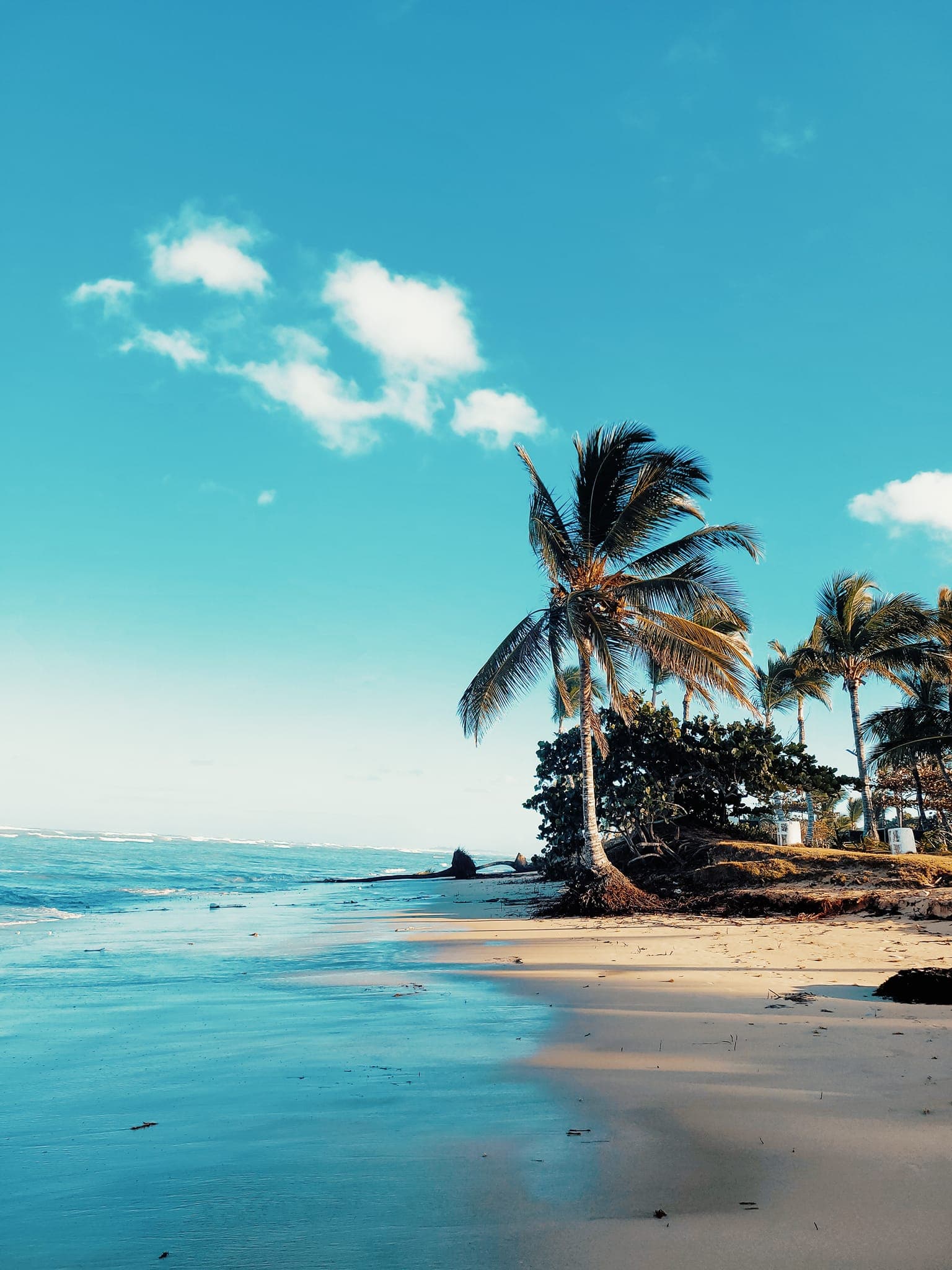 Beautiful view of an empty beach with a palm tree by the ocean on a sunny day
