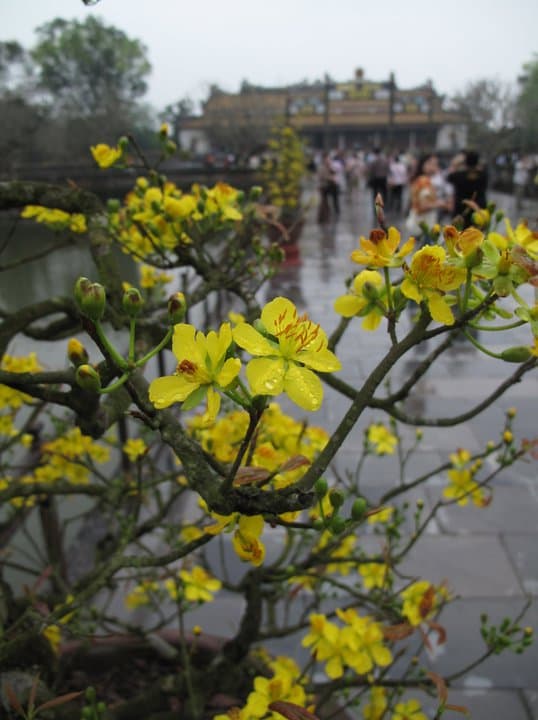 View of yellow flowers on a tree with a large lake visible behind them and a building in the distance on a cloudy day