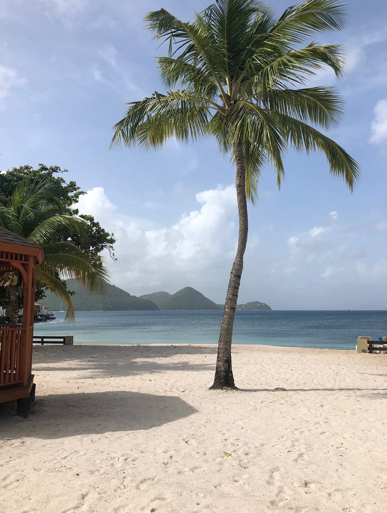 View of a palm tree on the beach during the daytime.
