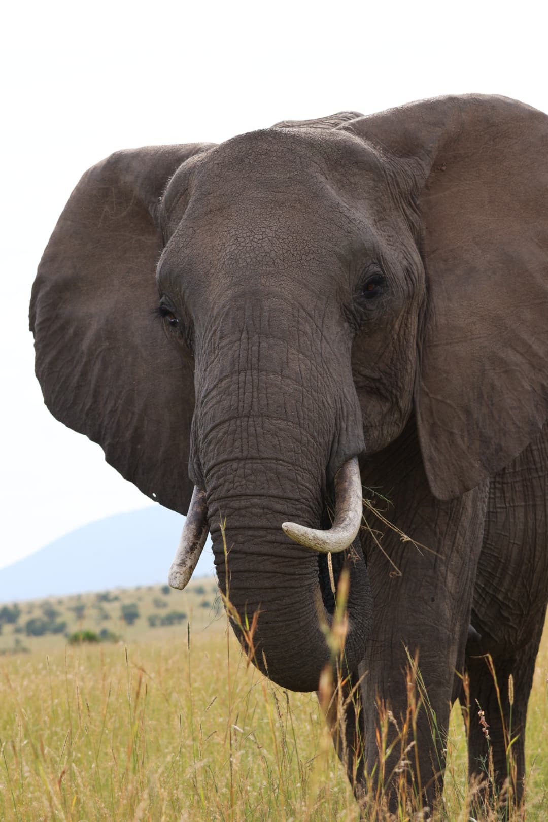 Elephant in the wild on a sunny day.