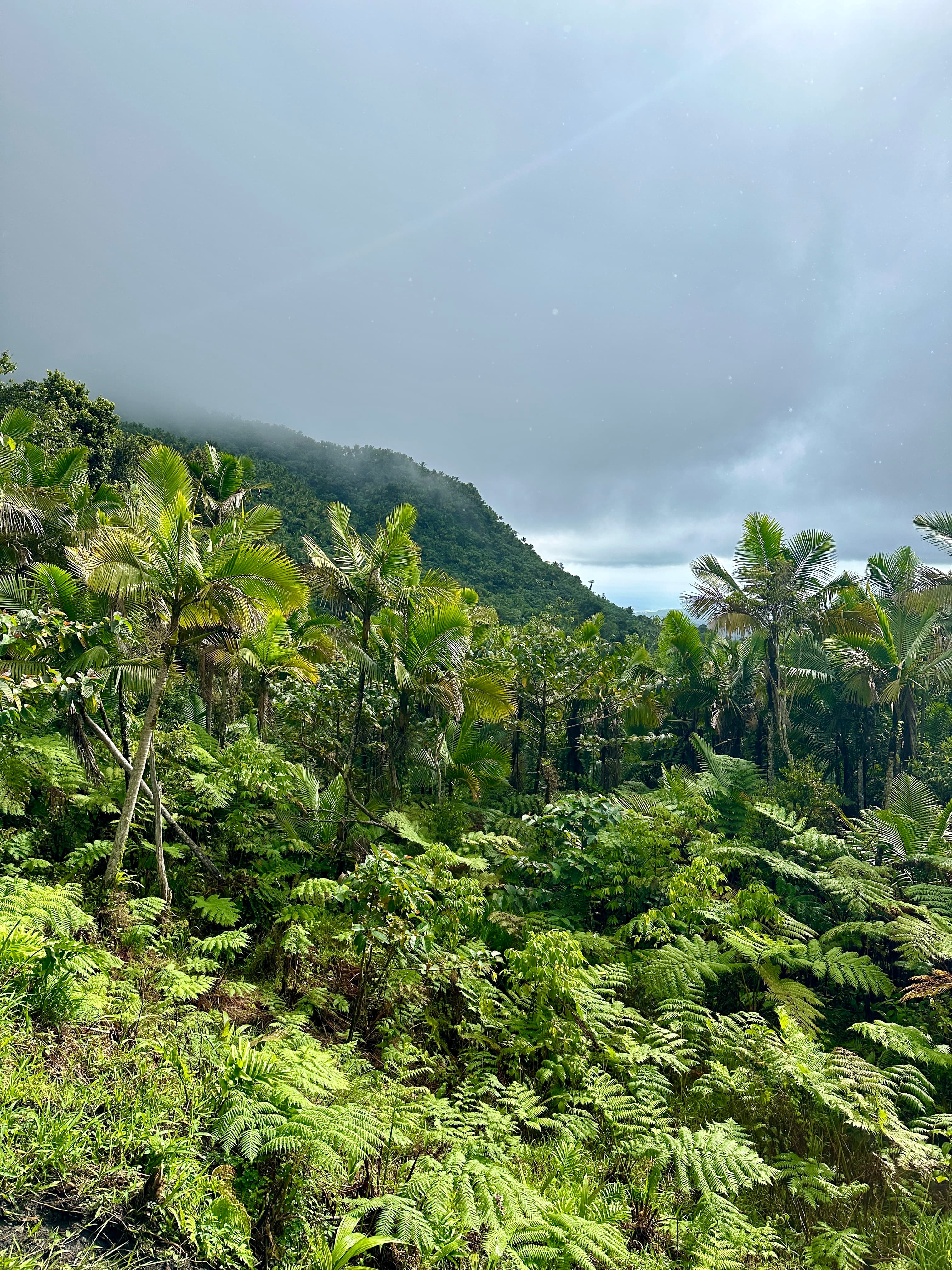 View of a lush jungle landscape in the mountains on a cloudy day