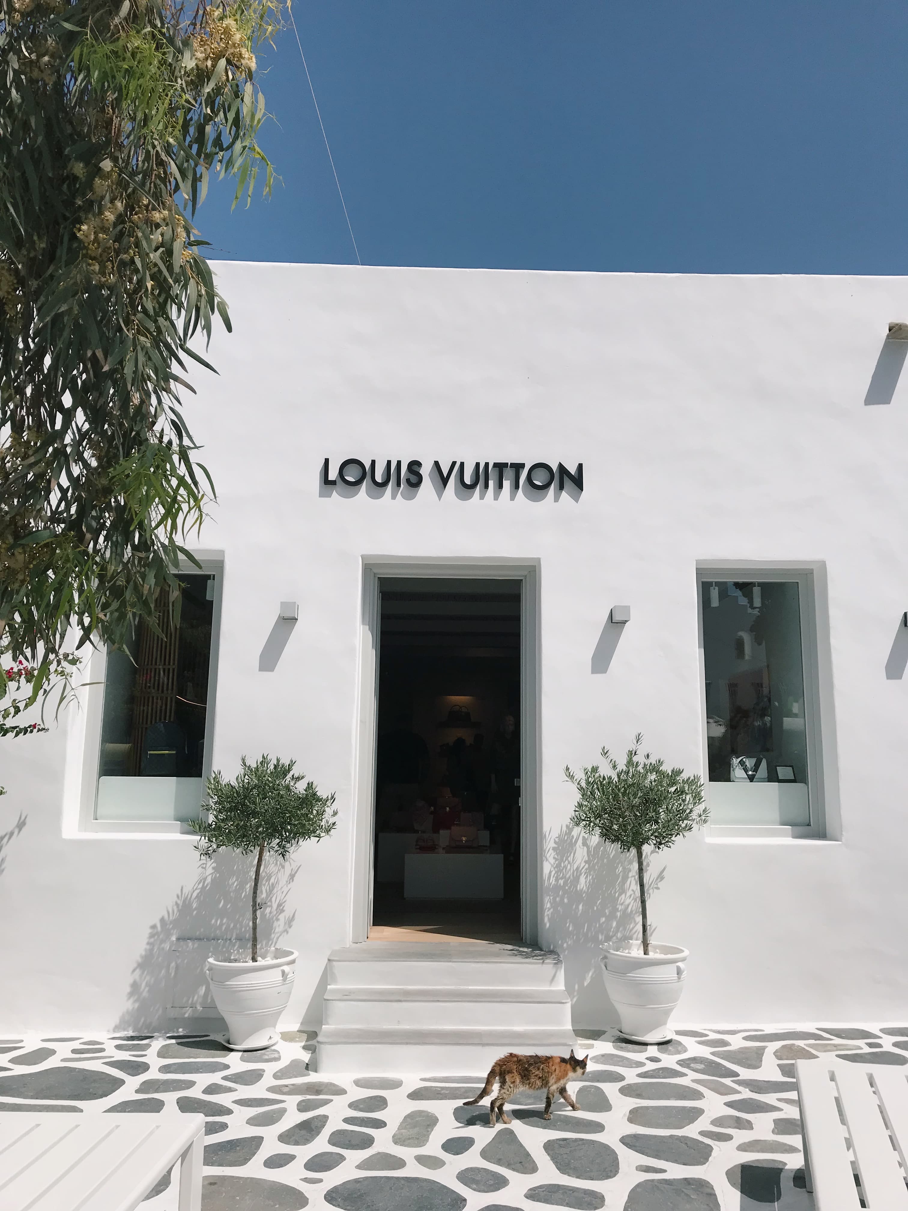 The front door of a white contemporary-style building under the shade of a tree on a sunny day.
