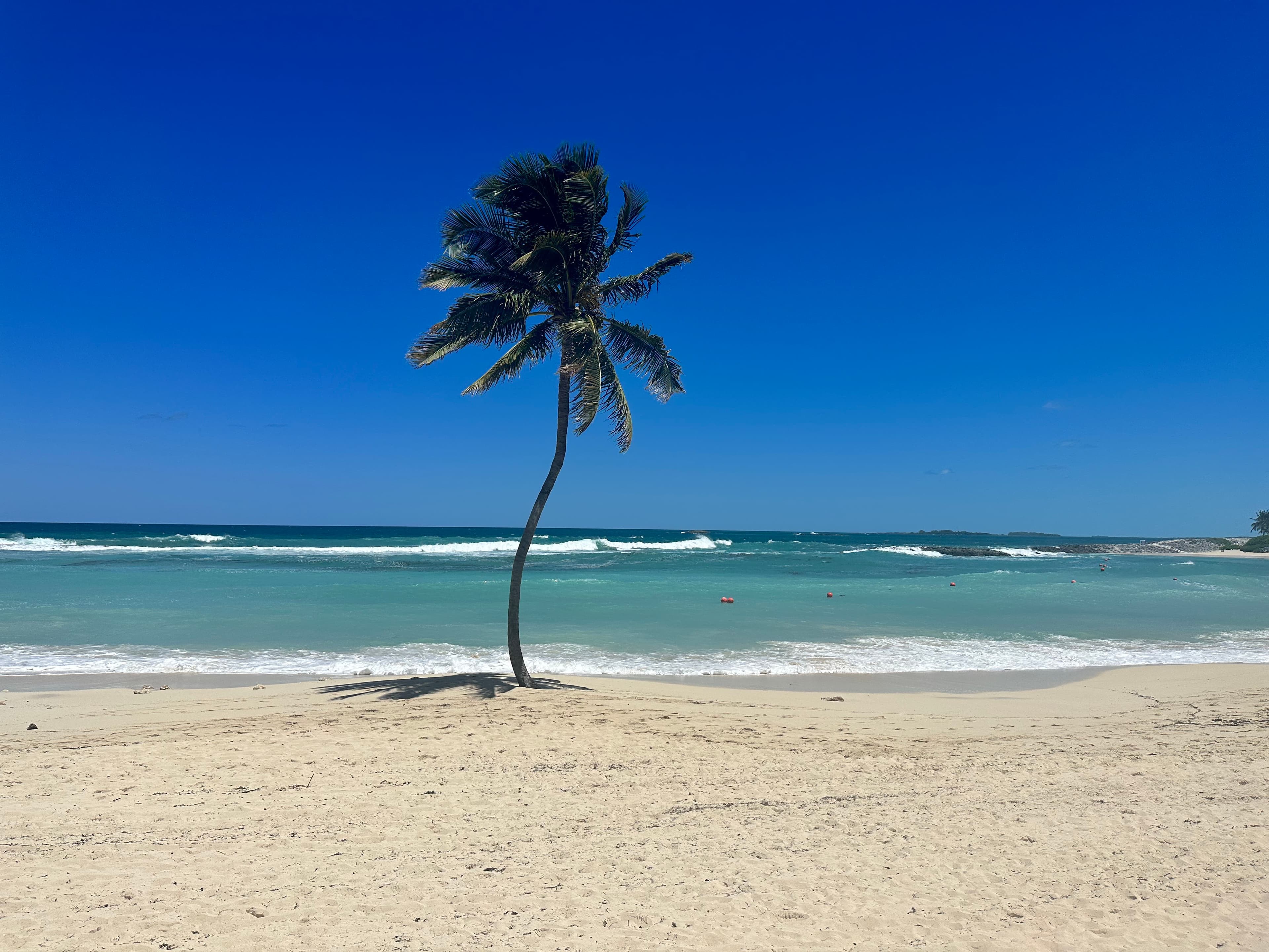 A palm tree in the sand on the beach with the ocean in the background.