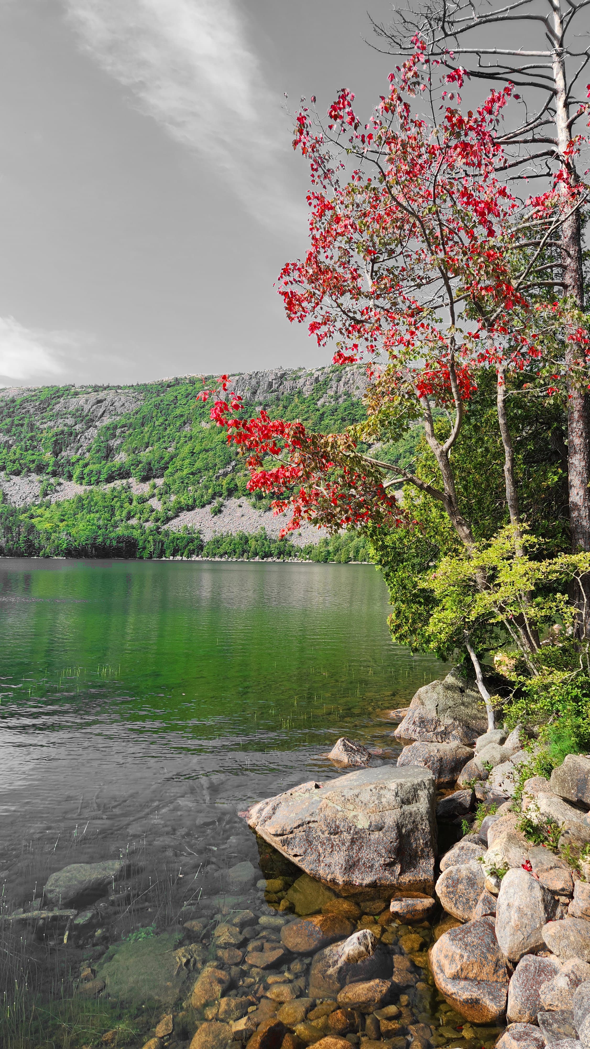 A view of a tree with red leaves over a pond. There is a hill with green trees and a grey sky in the background.
