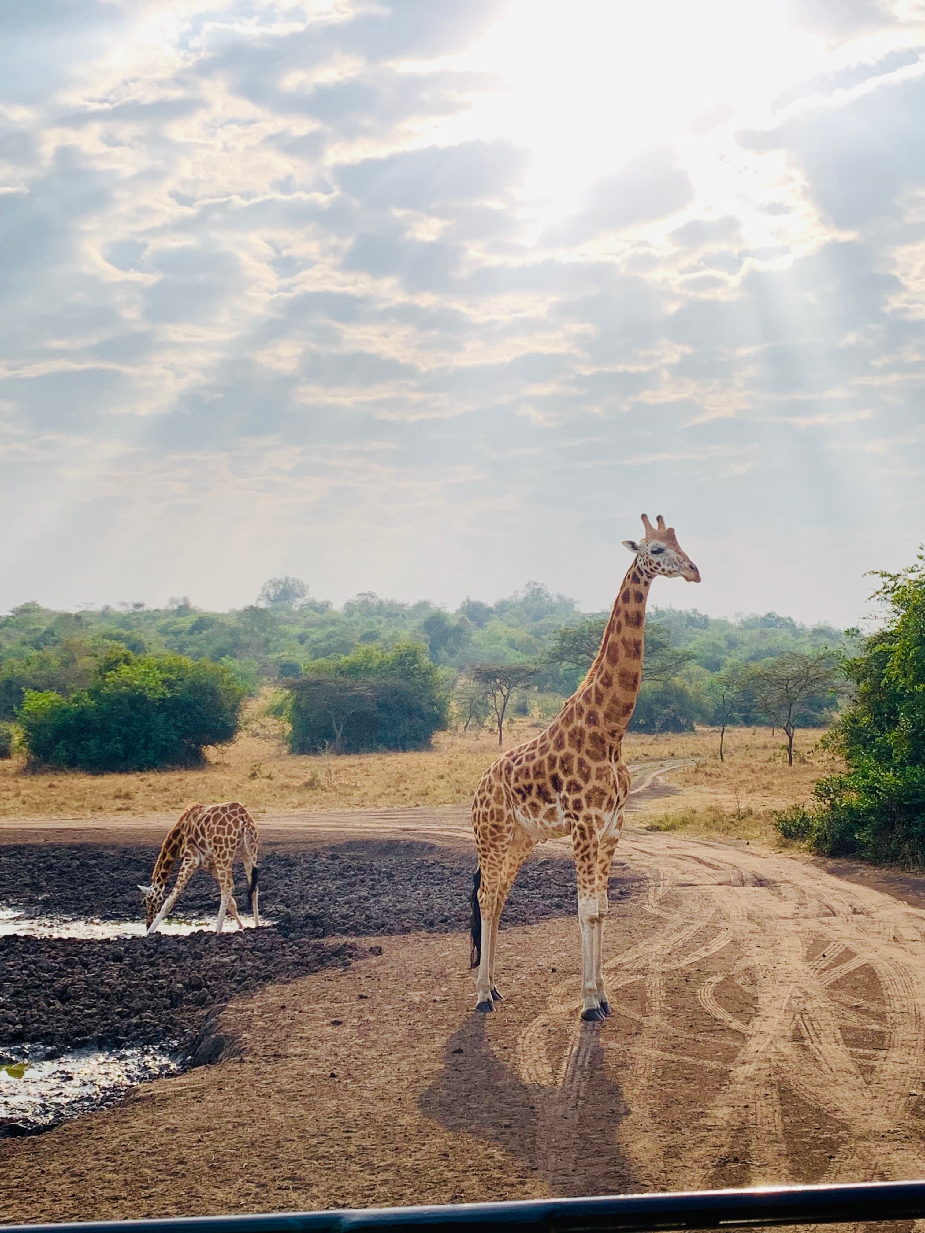 Two giraffes standing near a water hole in the dirt outdoors.
