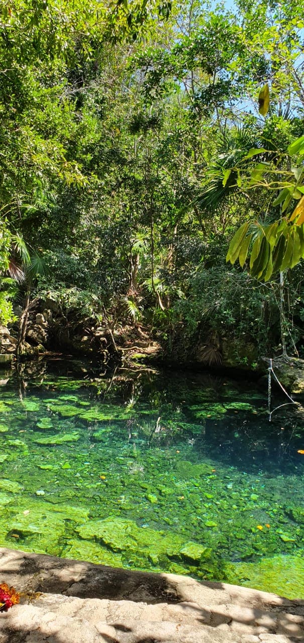 View of a river with trees and greenery in the background.