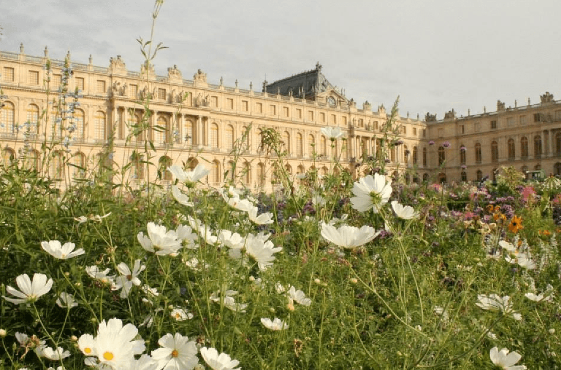 A large beige building with white flowers in front,