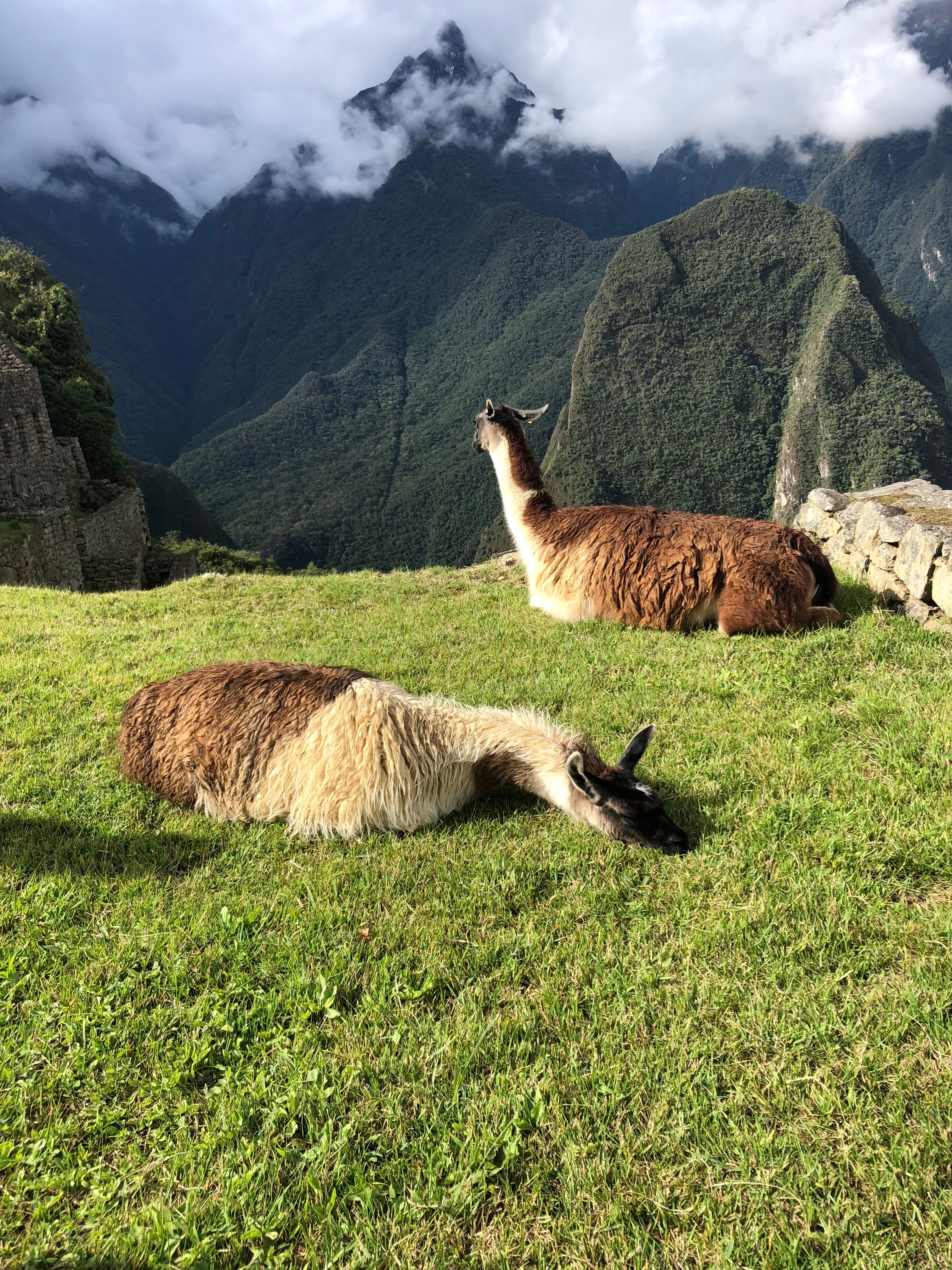 View of two alpacas sitting on the grass in a mountainous environment