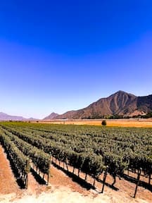 Chilean vineyard.