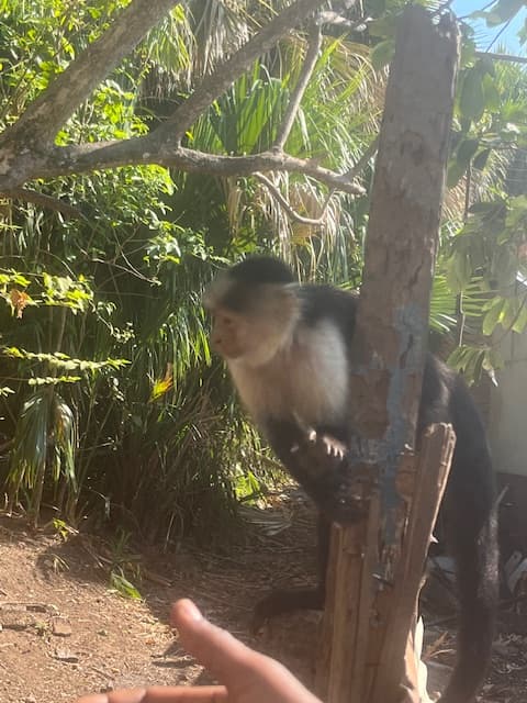 View of a small monkey on the trunk of a tree in the jungle on a sunny day