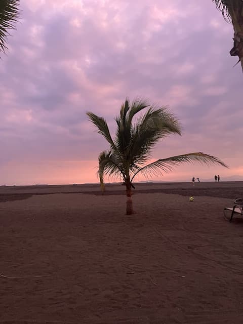 View of a small palm tree in the middle of sand on the beach at sunset