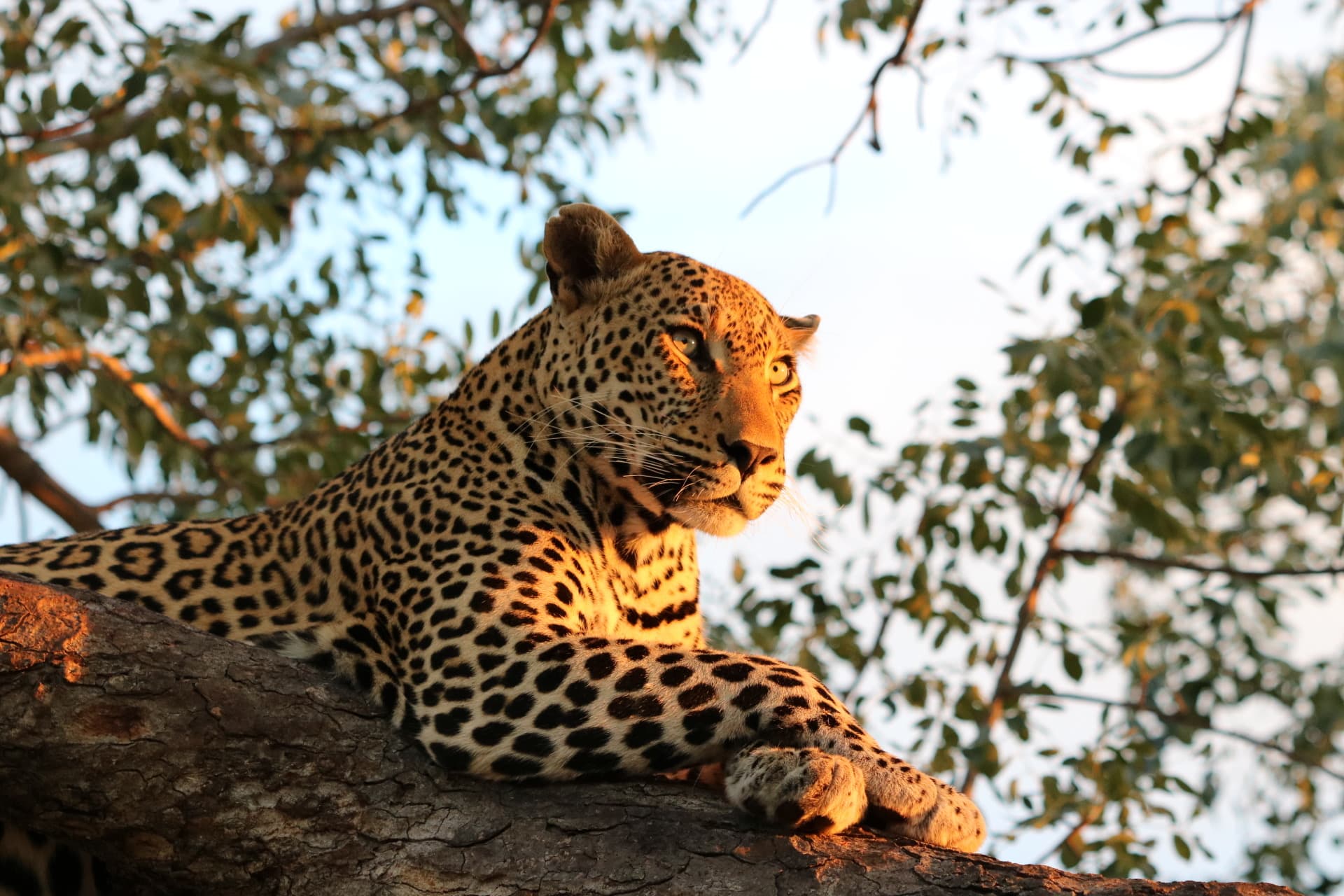 Beautiful close up shot of a leopard in a tree on a safari