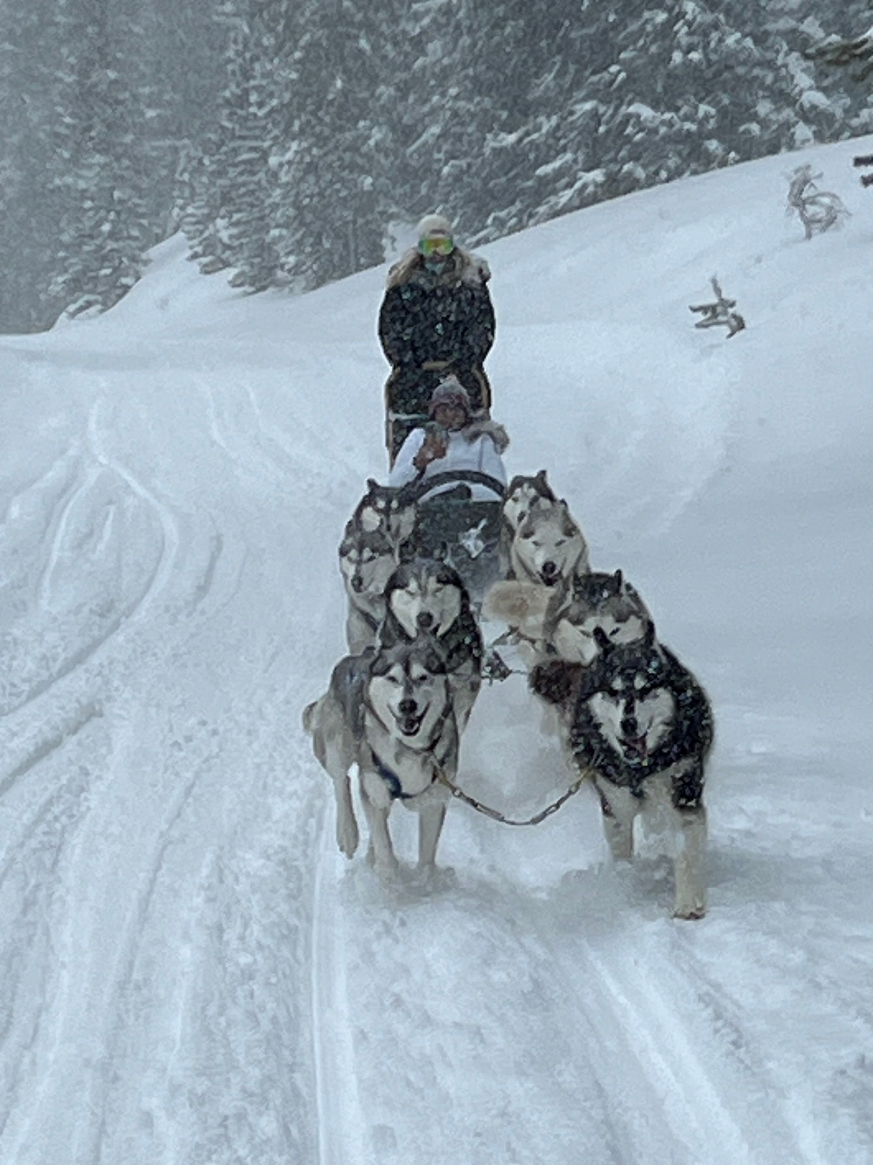 Advisor being pulled by a team of husky sled dogs in a snowy landscape