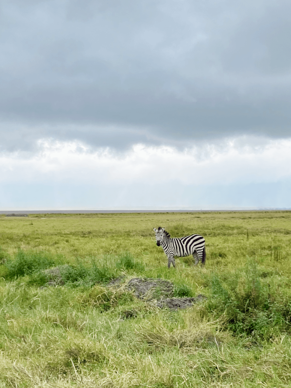 Zebra walking through the grass.