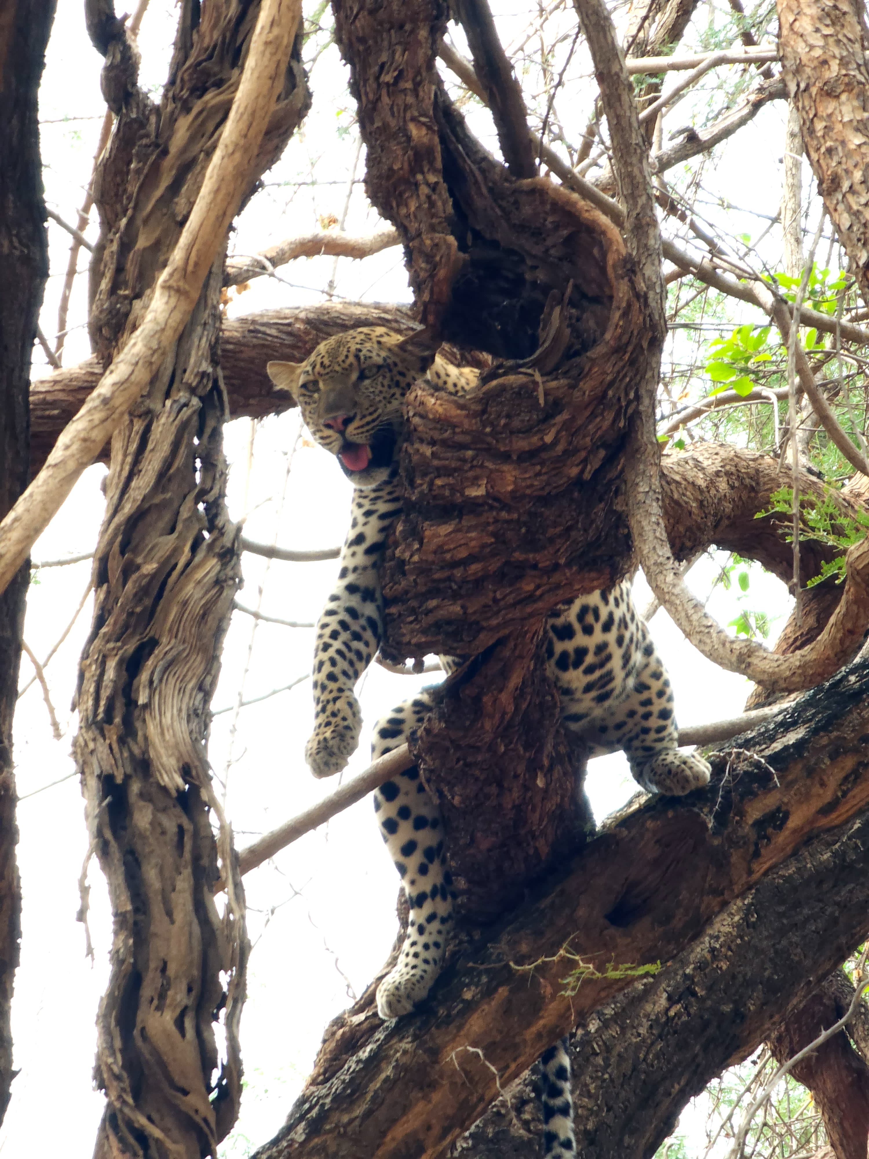 Leopard in a tree.