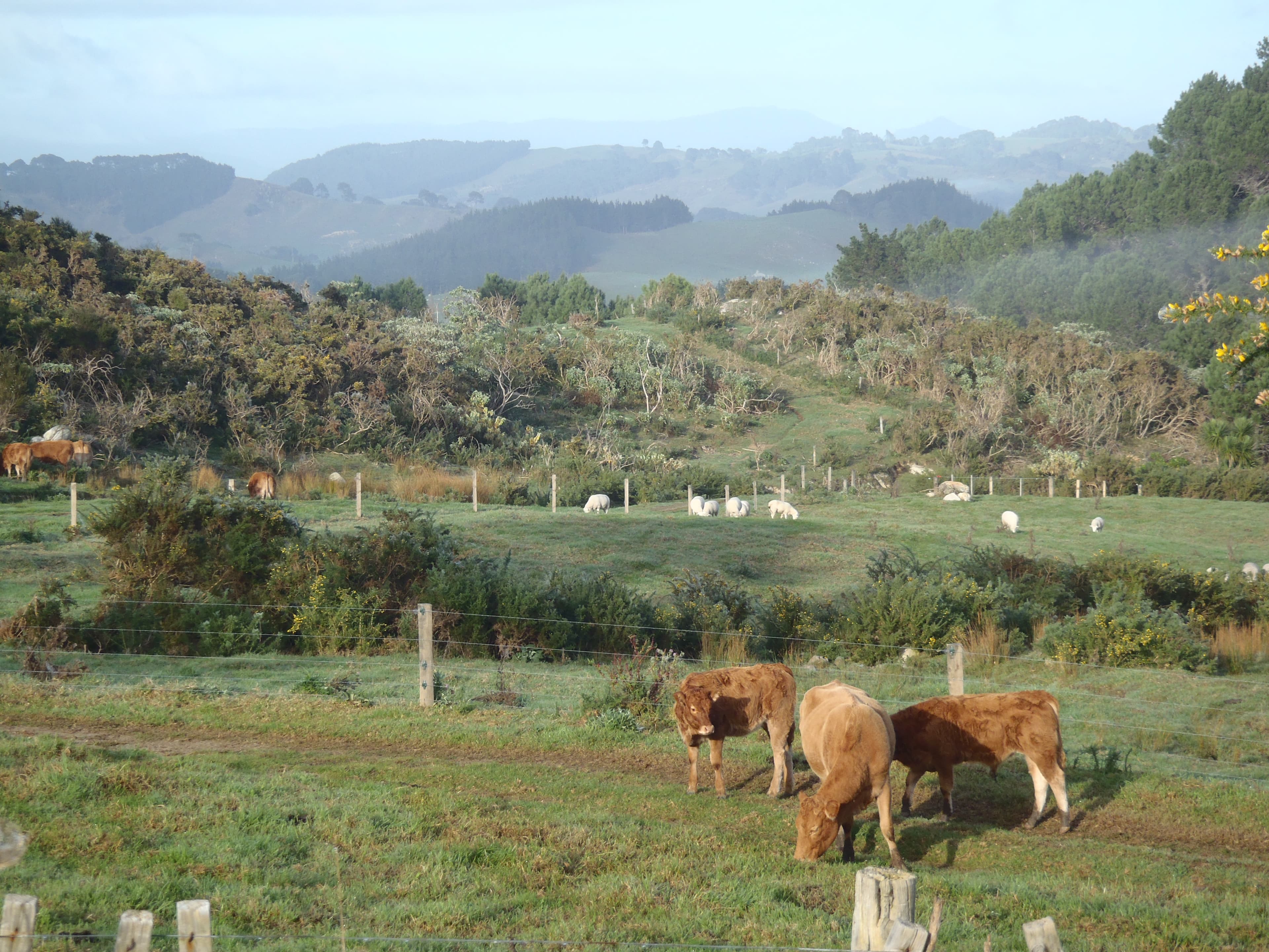 A view of a grassy field with cows in the distance on a sunny day.