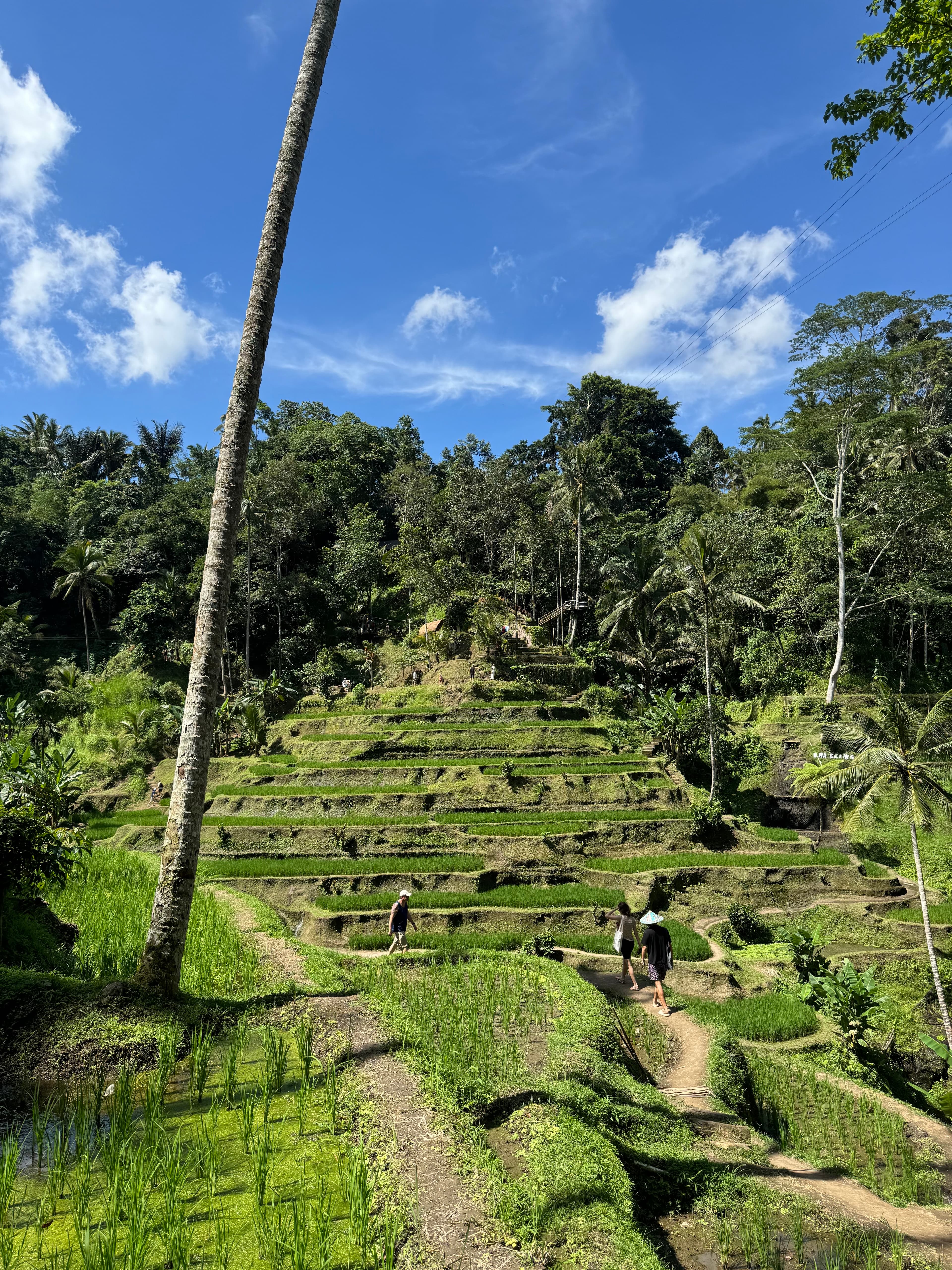 View of a beautiful green valley with rice terraces on a sunny day