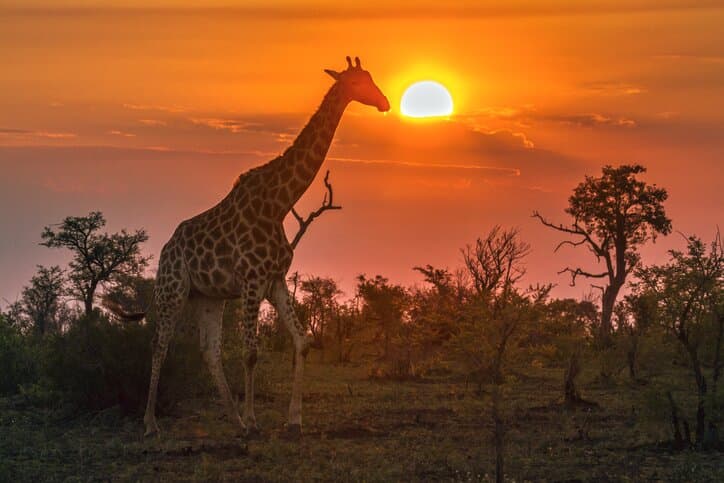 A view of animals in the wild at sunset.