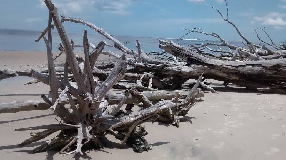 Snow covered branches.