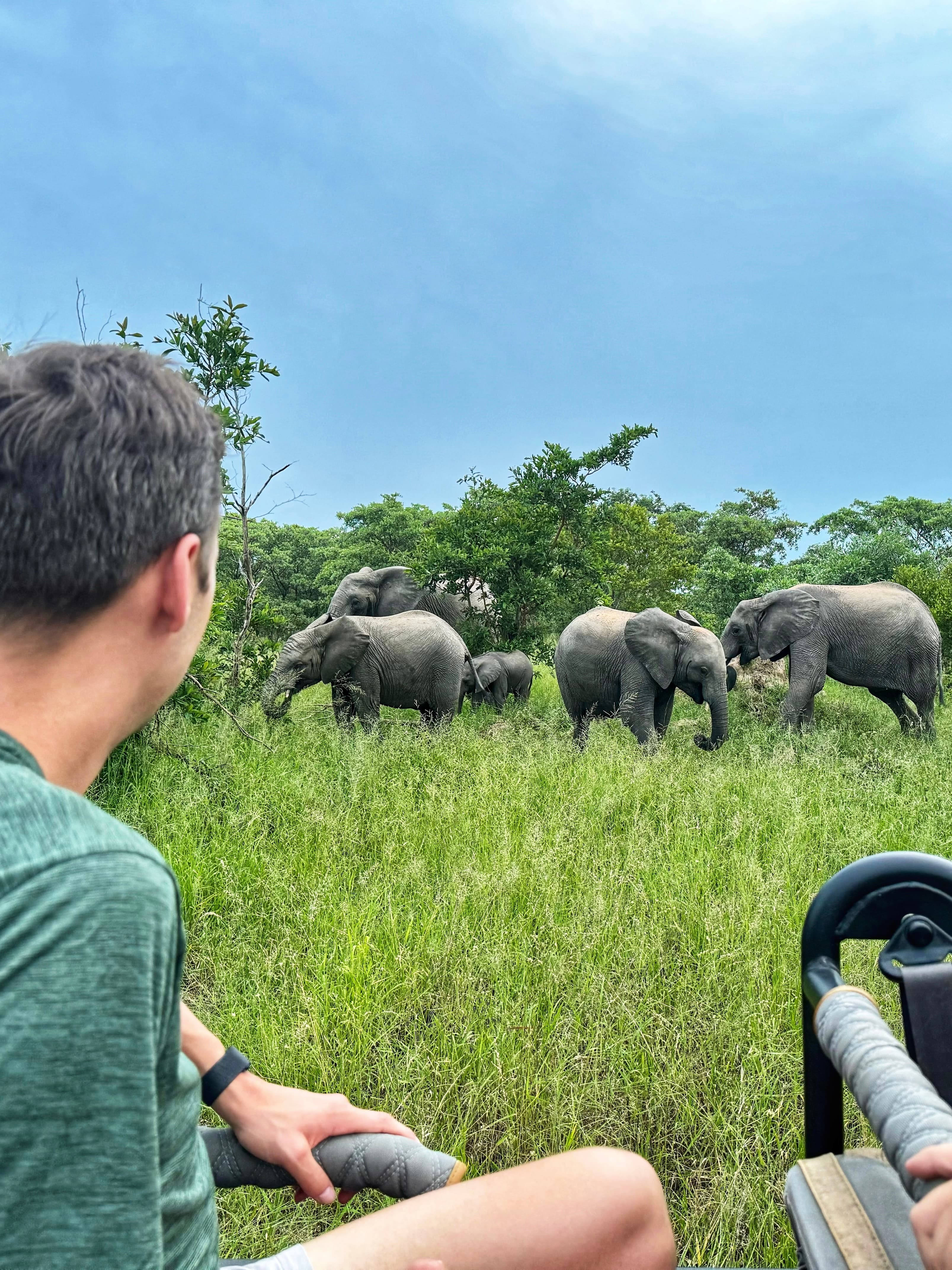 View of several elephants grazing in tall grass as seen from a safari vehicle on a cloudy day
