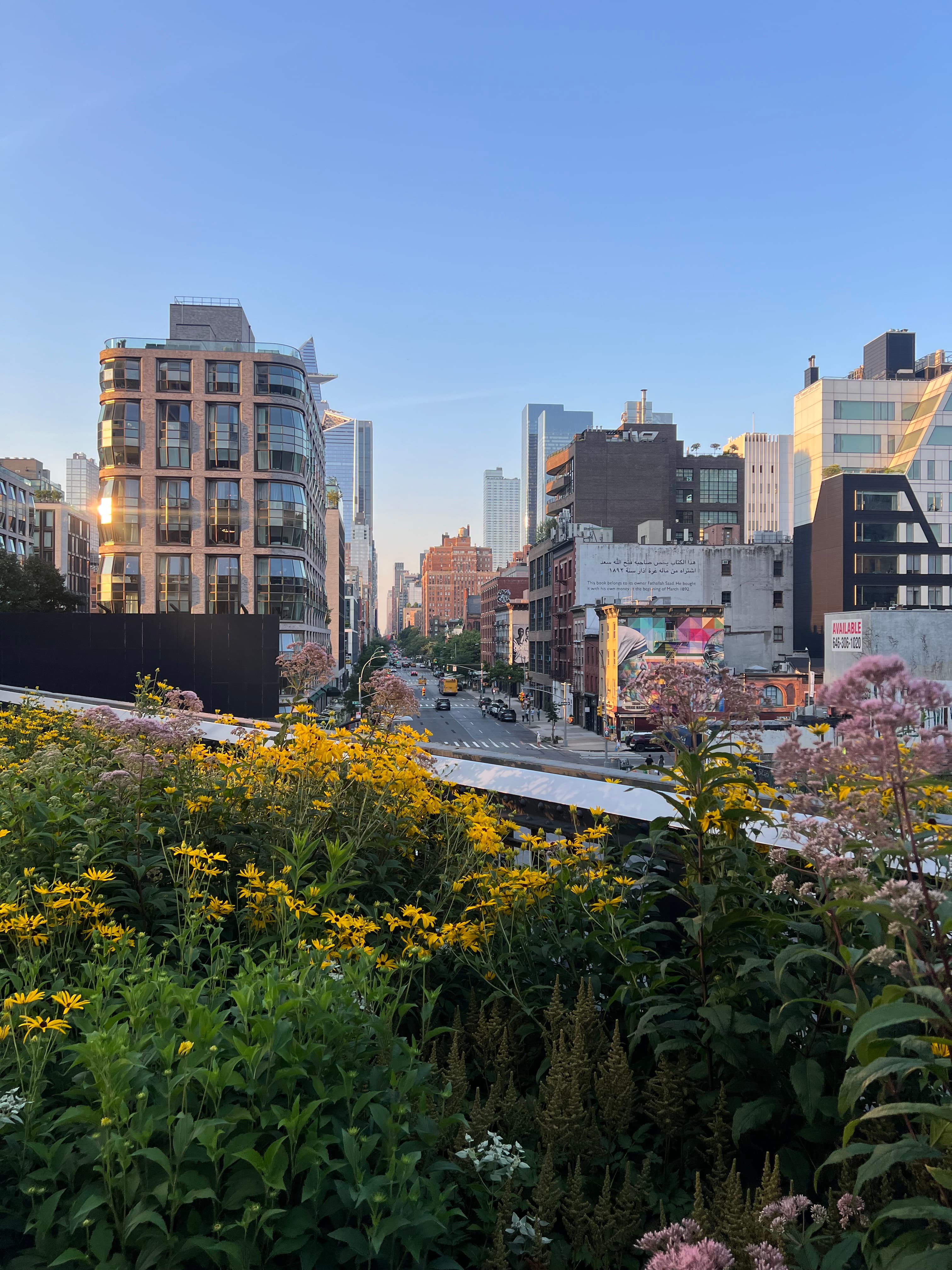 View of yellow flowers in bloom in a city park with buildings seen behind under clear skies