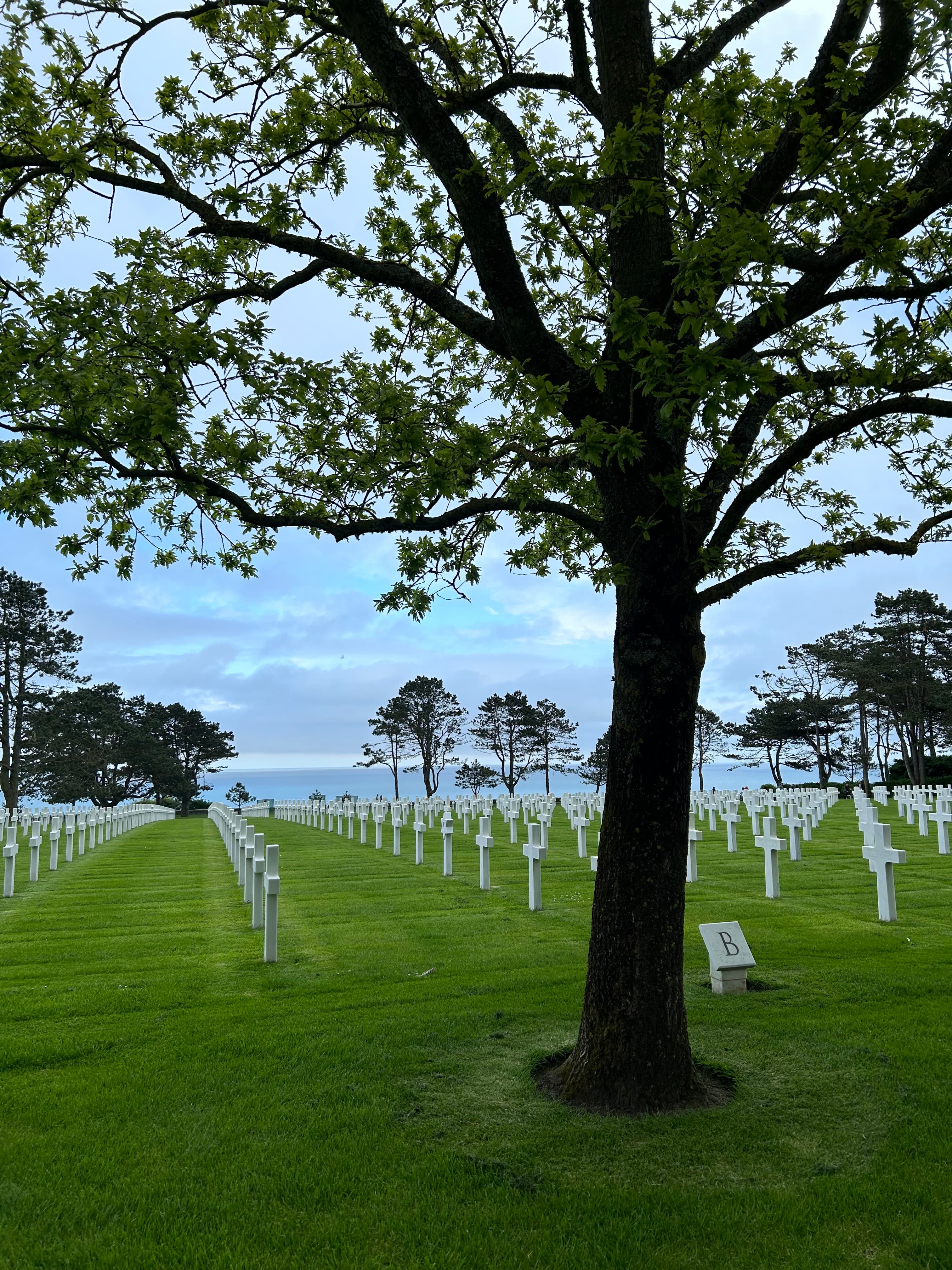 View of a tree in a cemetery lined with white crosses