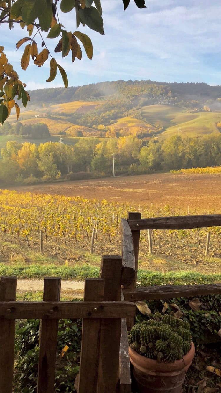 View of a vineyard in the countryside on a sunny day