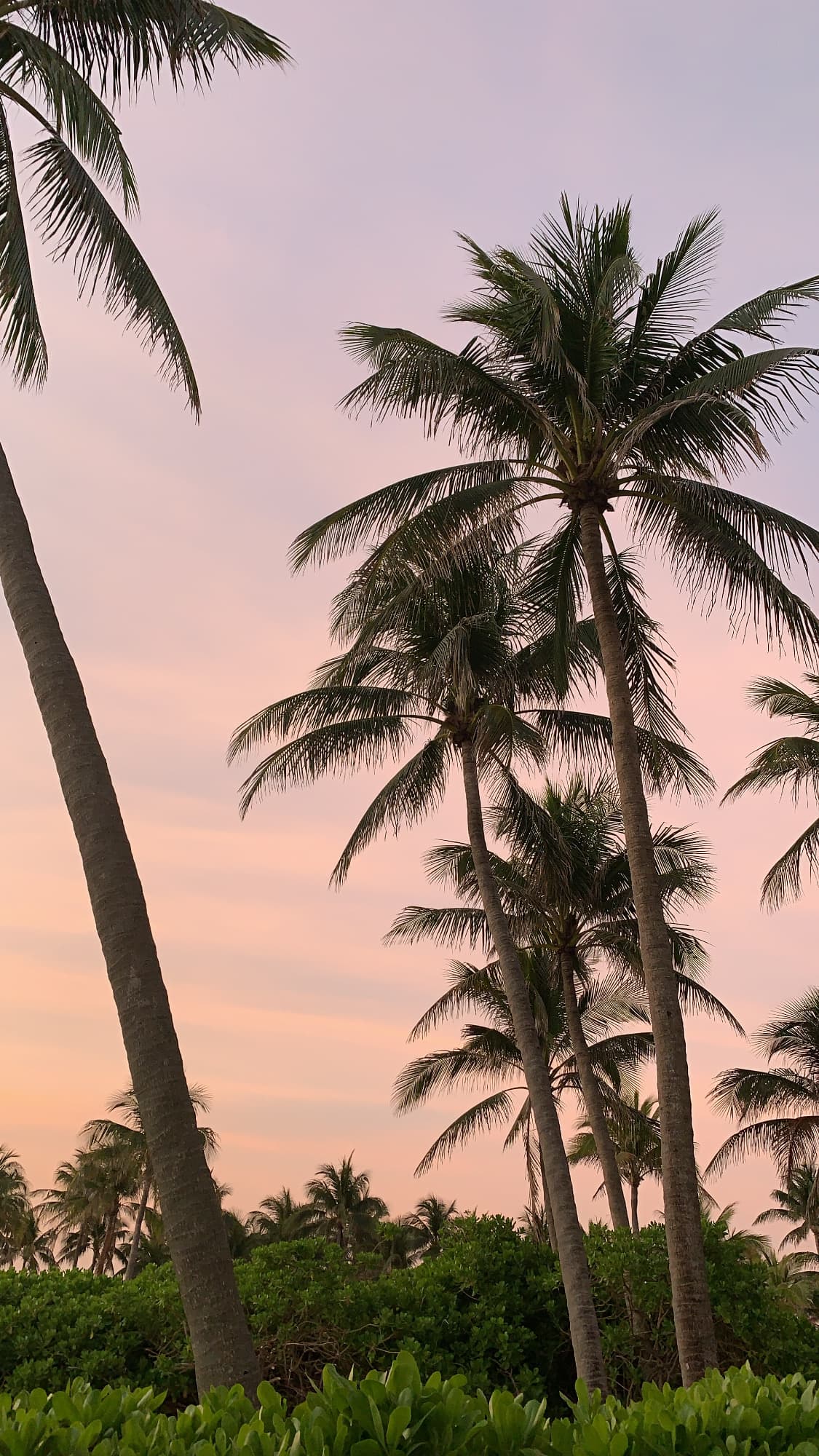 View of several palm trees against a light pink sky at sunset