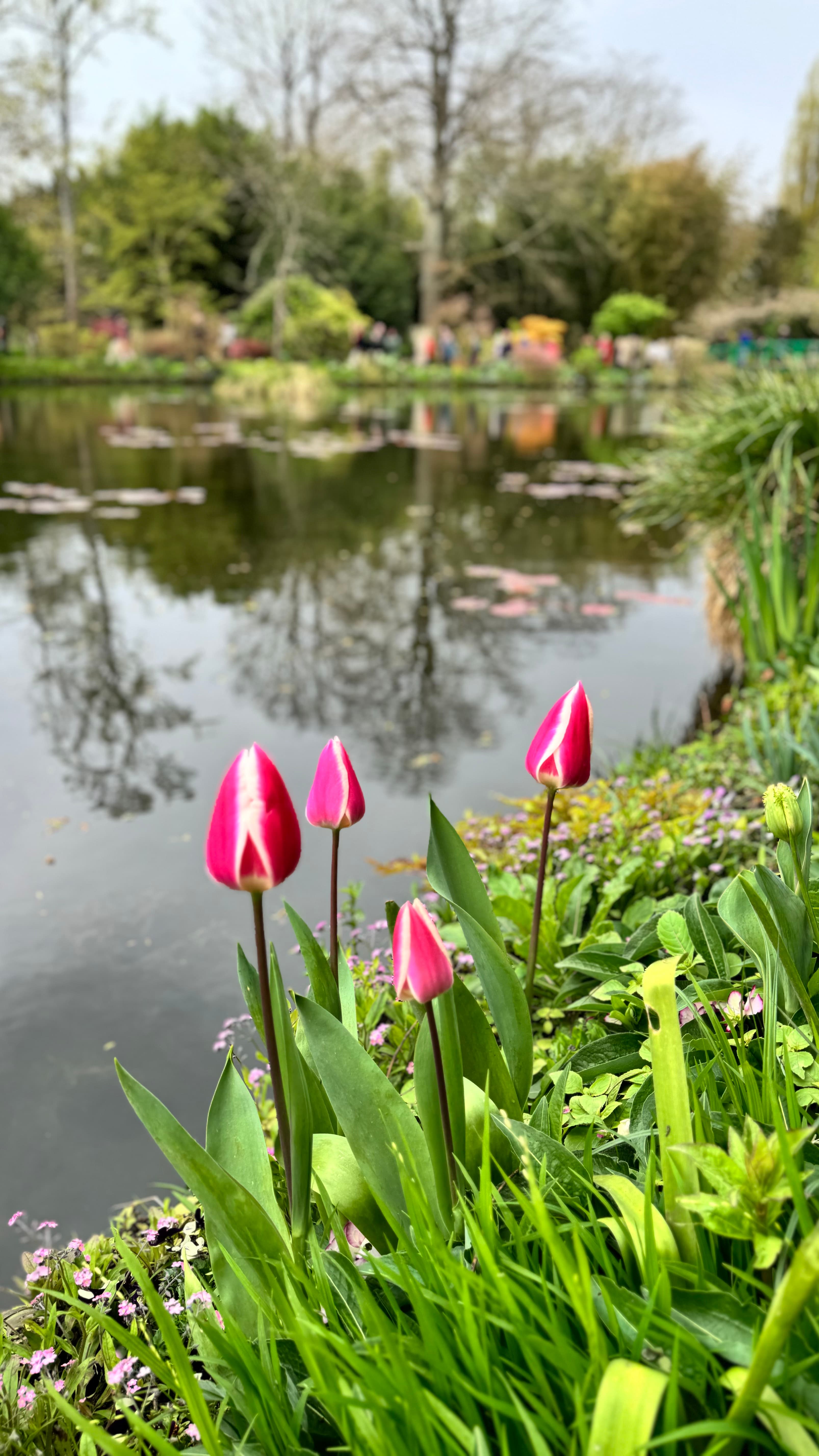 Four pink flowers in bloom alongside a pond on a cloudy day