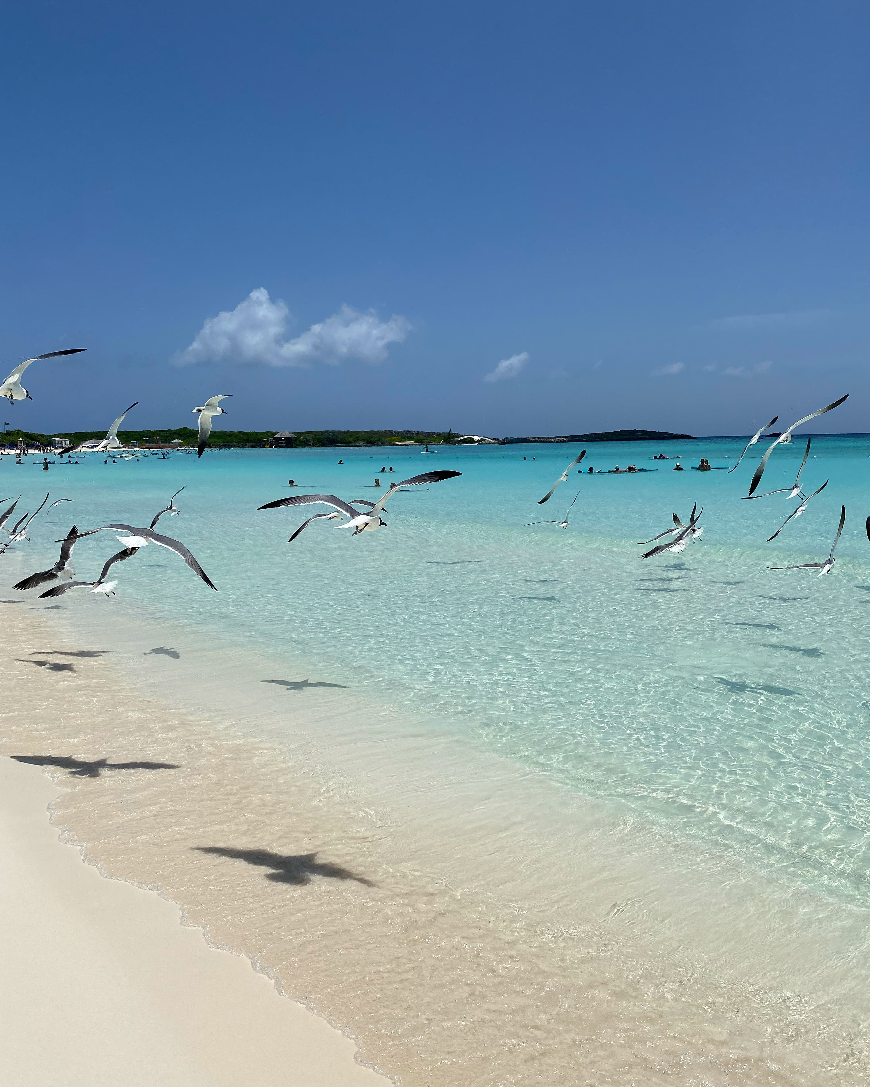 View of a flock of seagulls flying over the ocean in the Bahamas on a sunny day