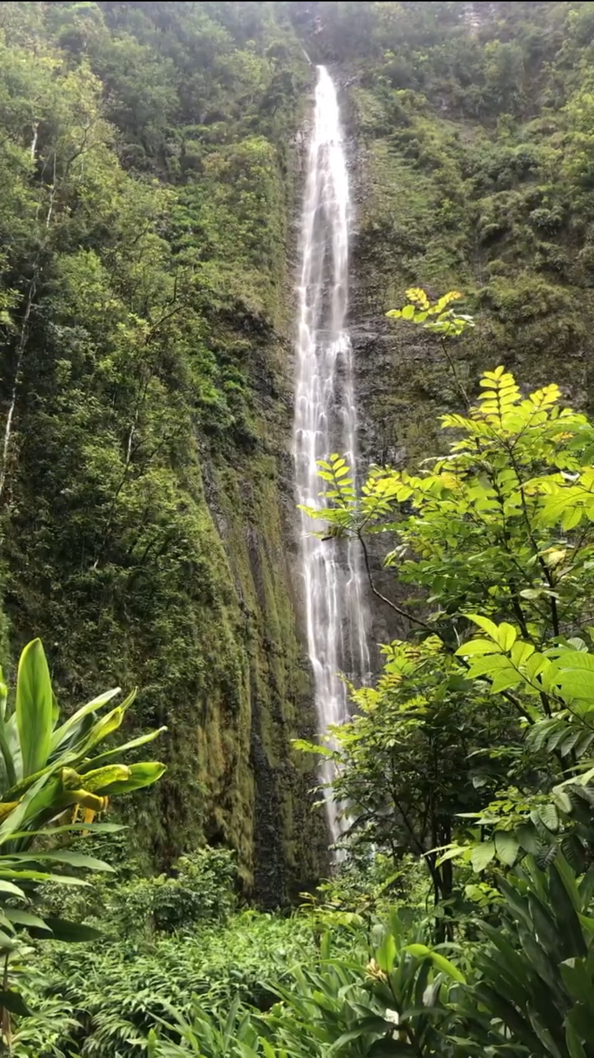 Tall waterfall falling from rocks in a lush forest