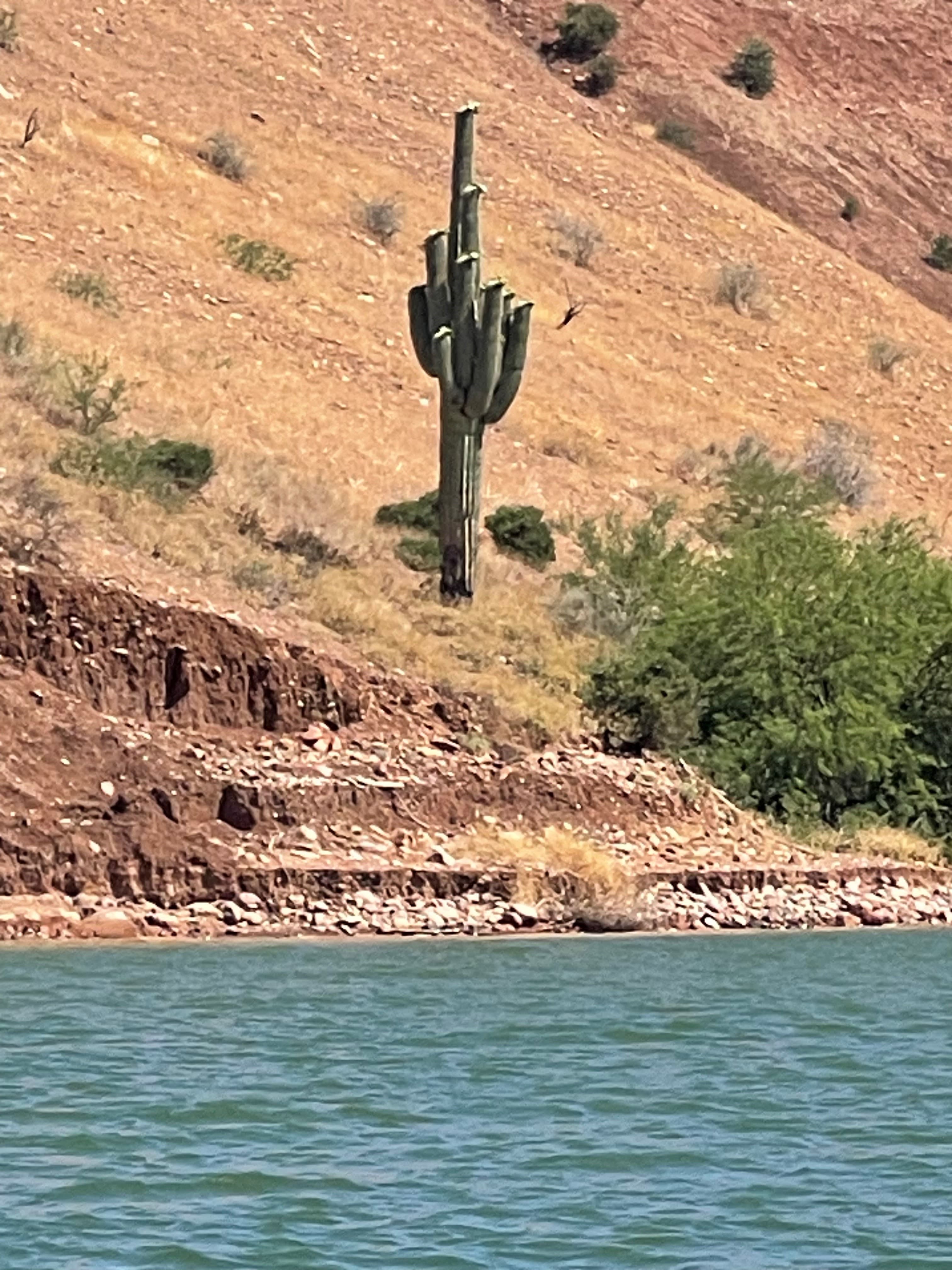 View of a large cactus seen from across a body of water