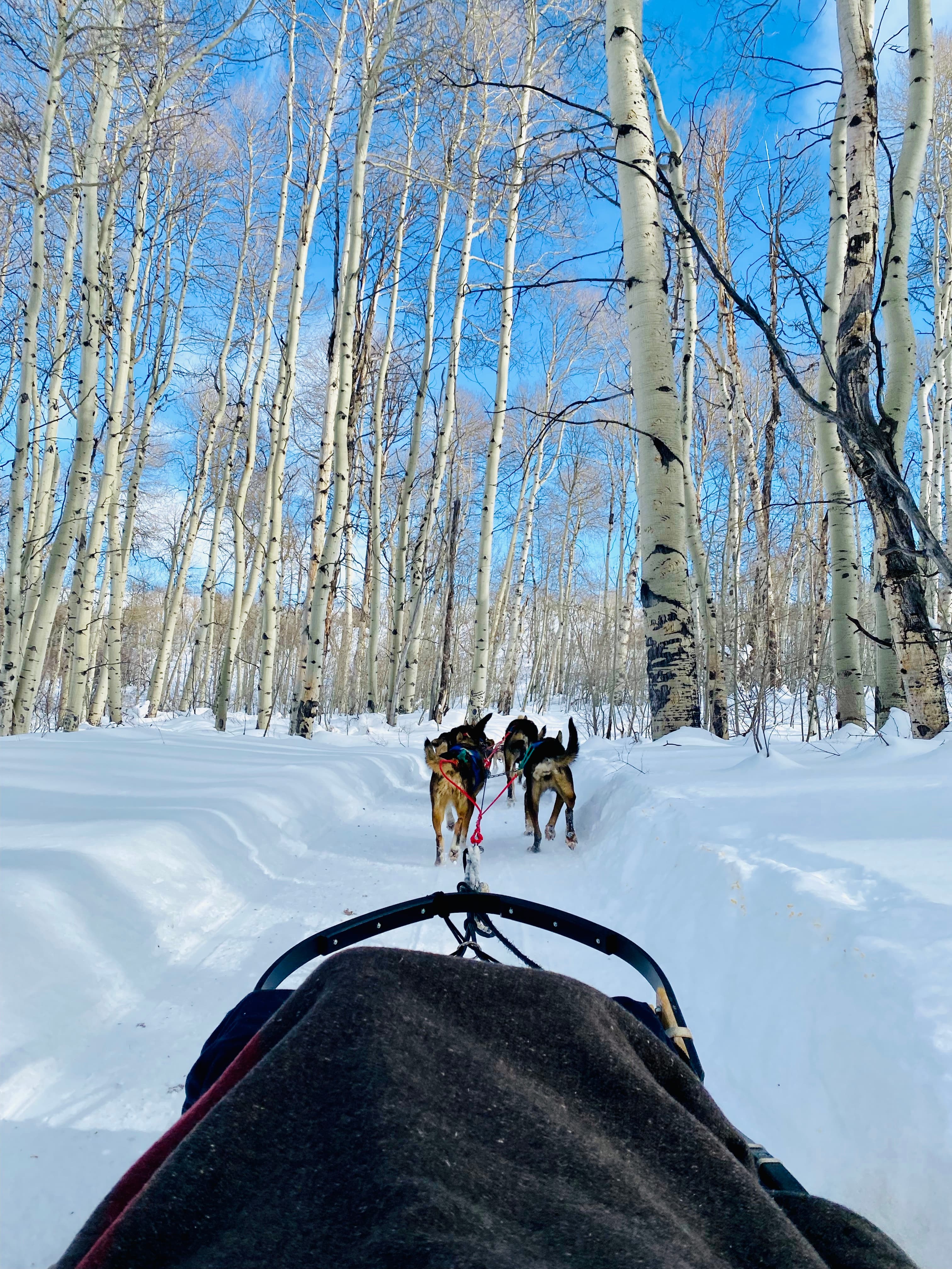 View of dogs pulling a sled through the snow on a sunny day