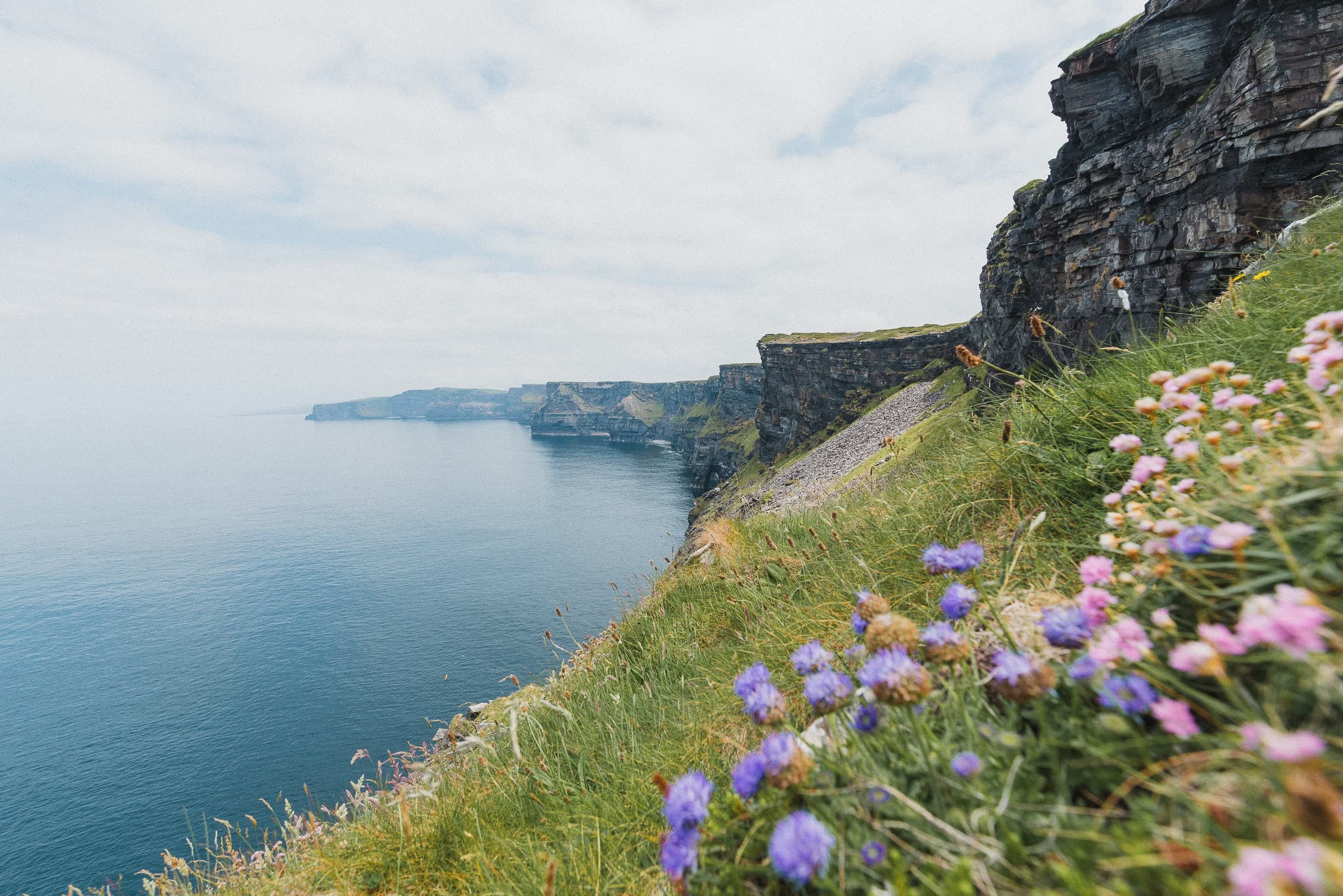 Beautiful coastline with dramatic cliffs and purple flowers in bloom