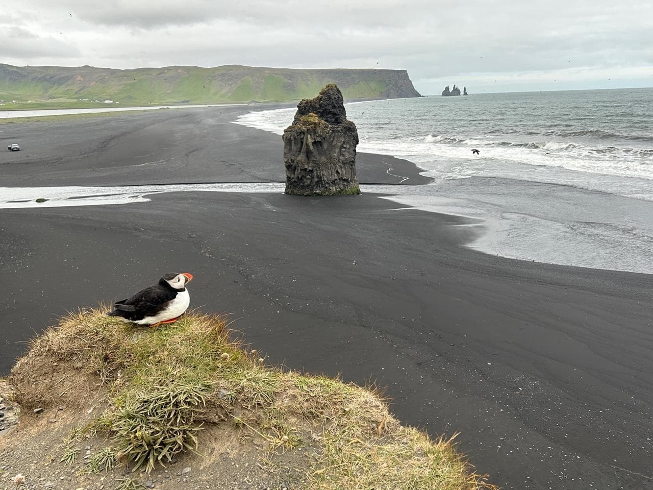 Puffin in Iceland.