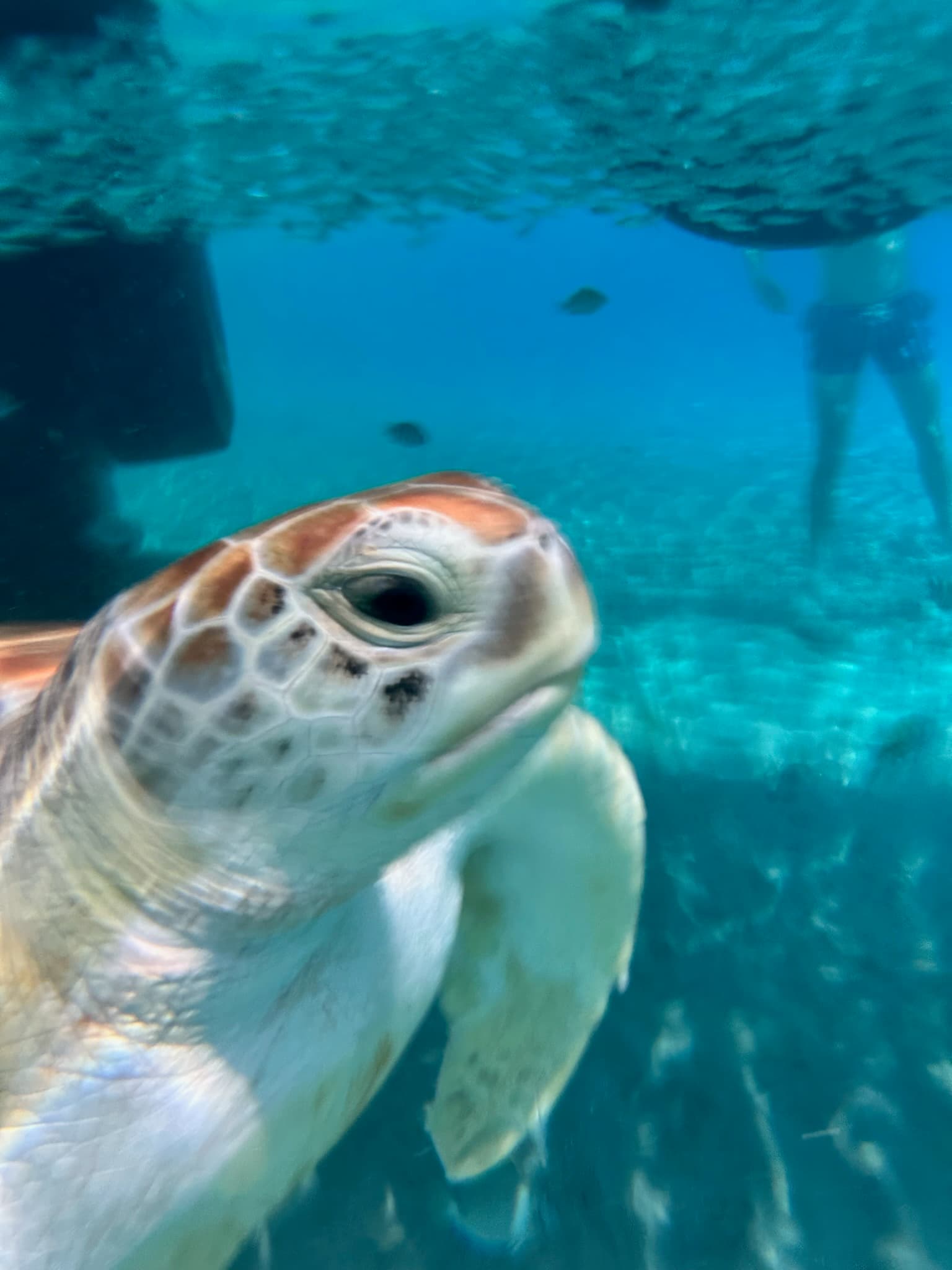 A turtle up close in the ocean.