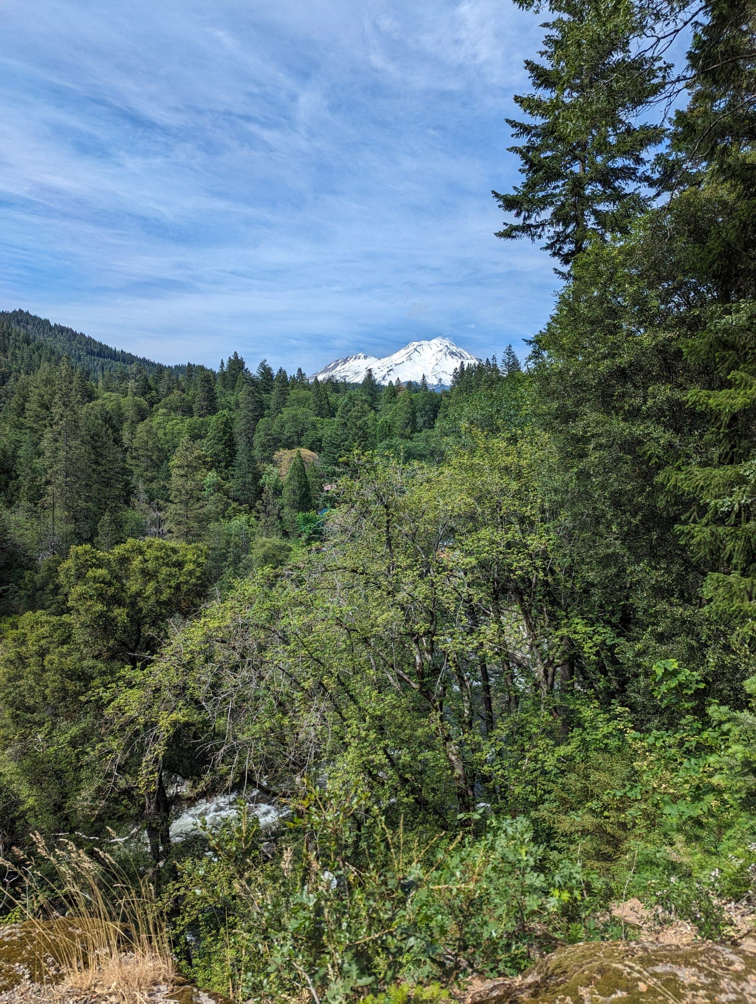 The woods during the daytime.