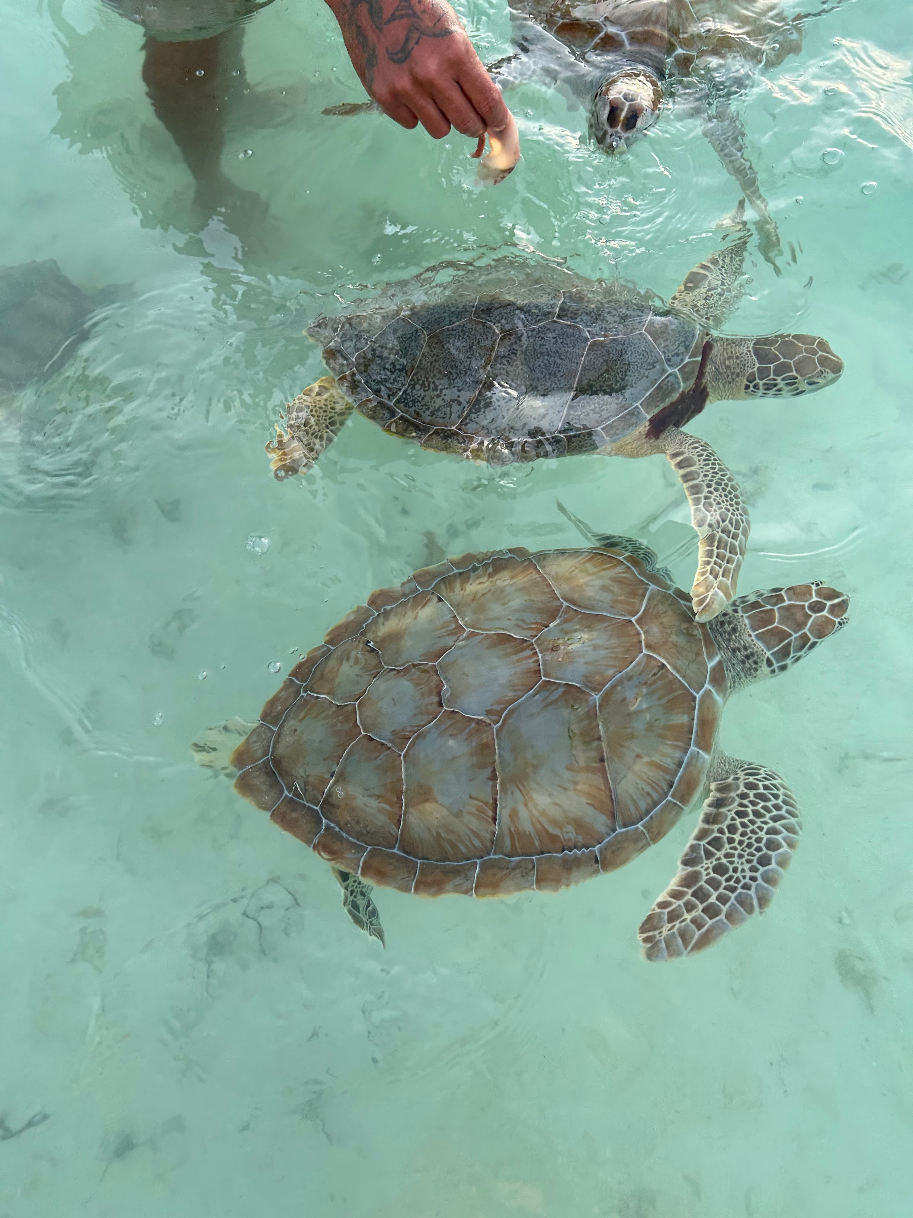 Two sea turtles in the ocean.