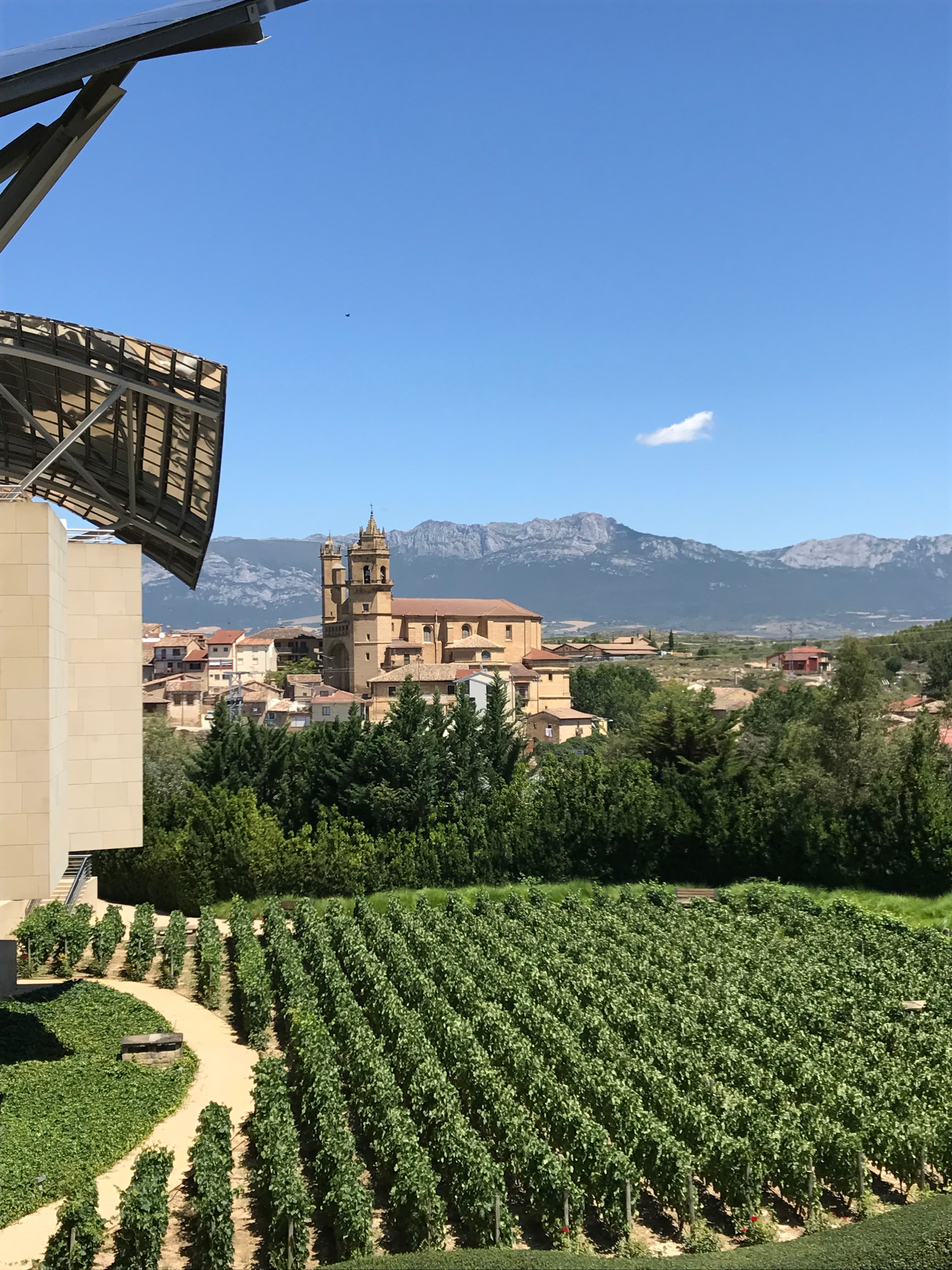 View of a vineyard and old town in the distance on a sunny day