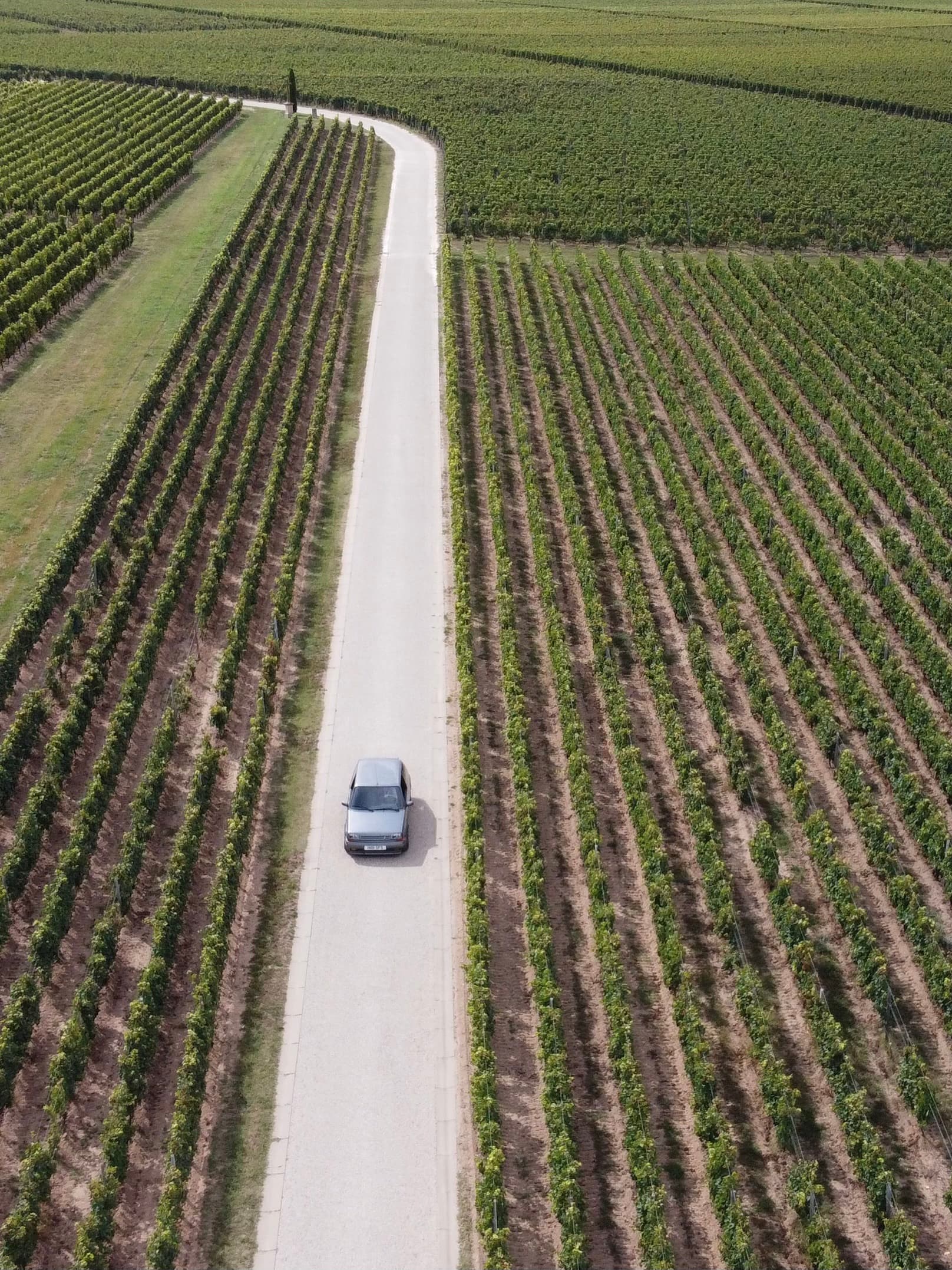 A car driving down a paved road between rows of grapes on a sunny day.