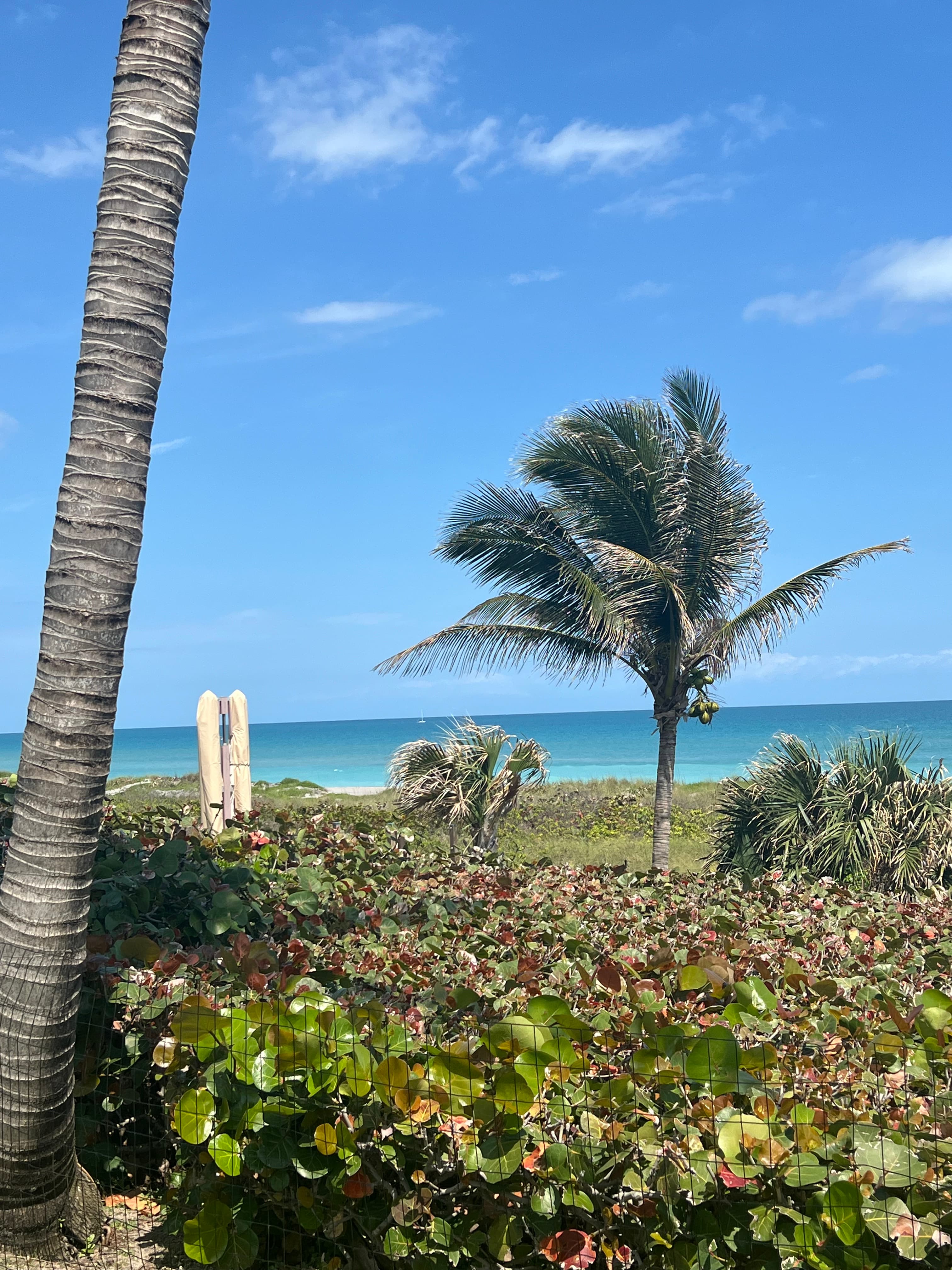 Palm trees on the beach during the daytime.